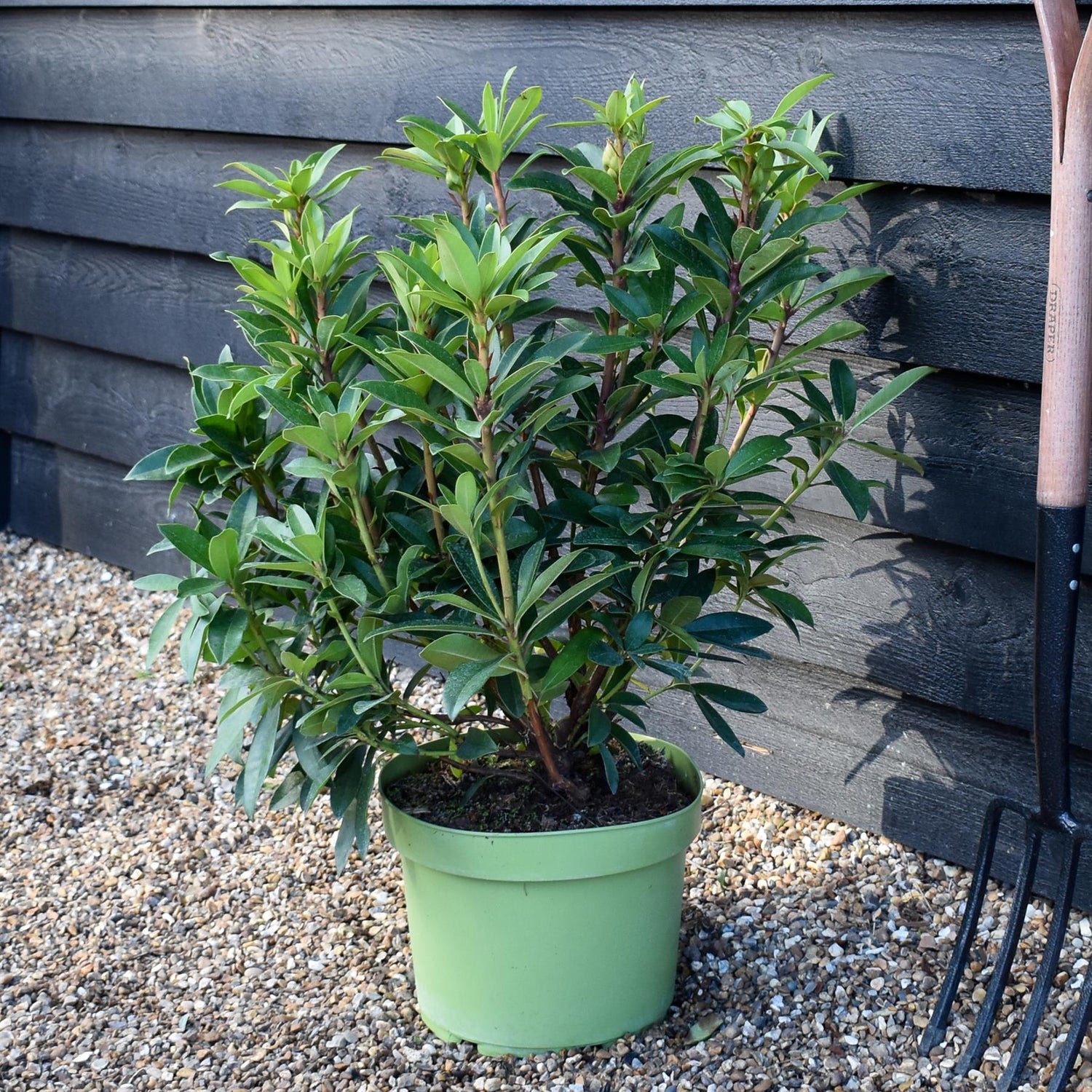Rhododendron 'Anna Kruschke' - Shrub - Height 60-70cm - 10lt