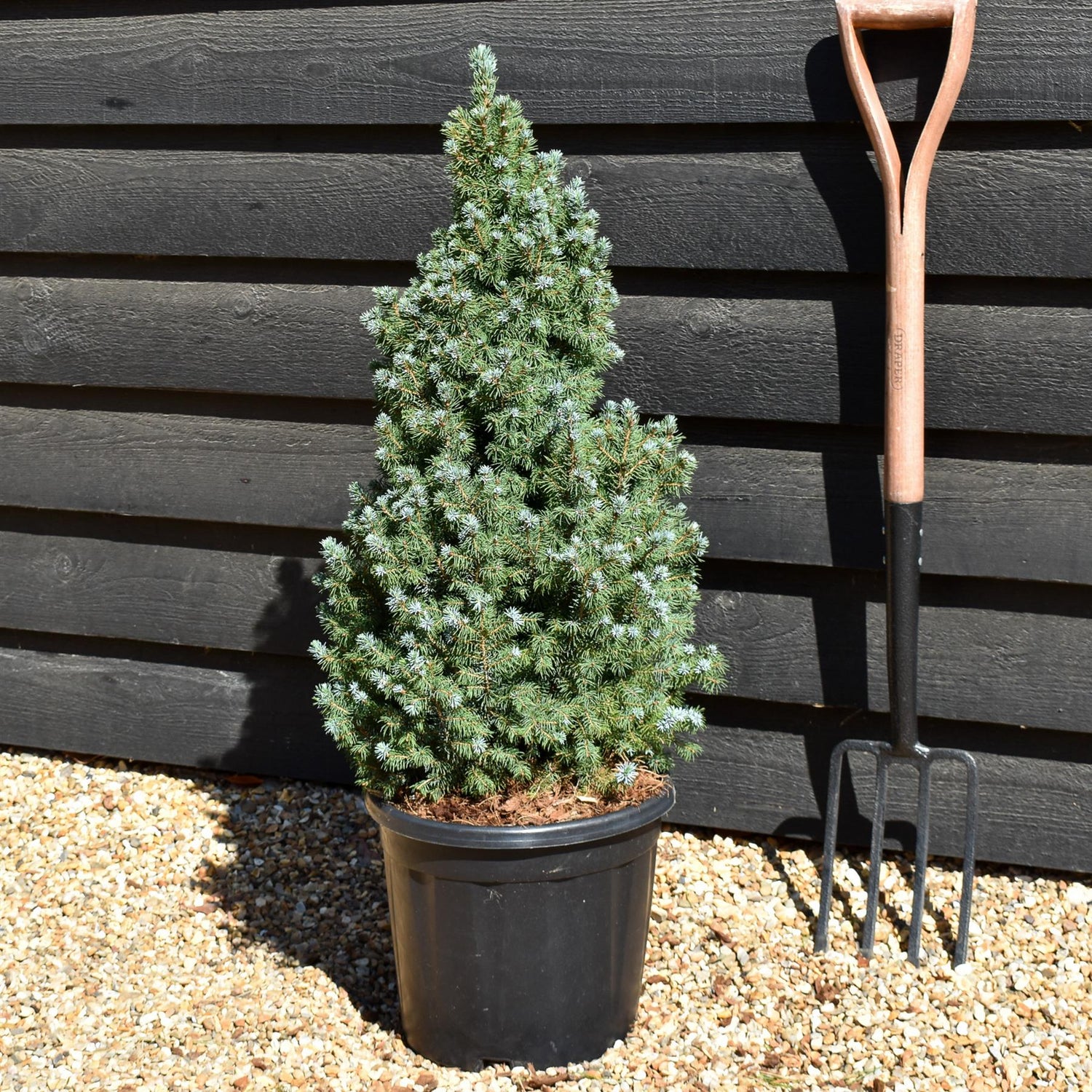 Picea glauca 'Sander's Blue' | Alberta spruce - Height 70-80cm - 15lt