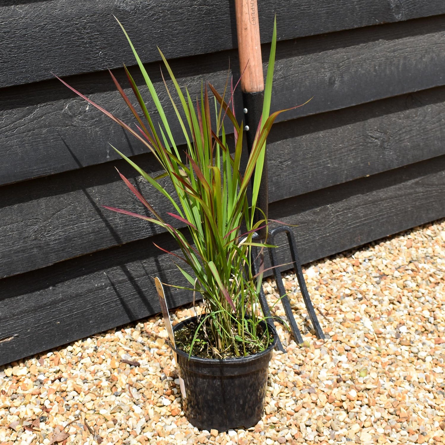 Imperata cylindrica 'Red Baron' | Japanese Blood Grass 20-30cm - 2lt