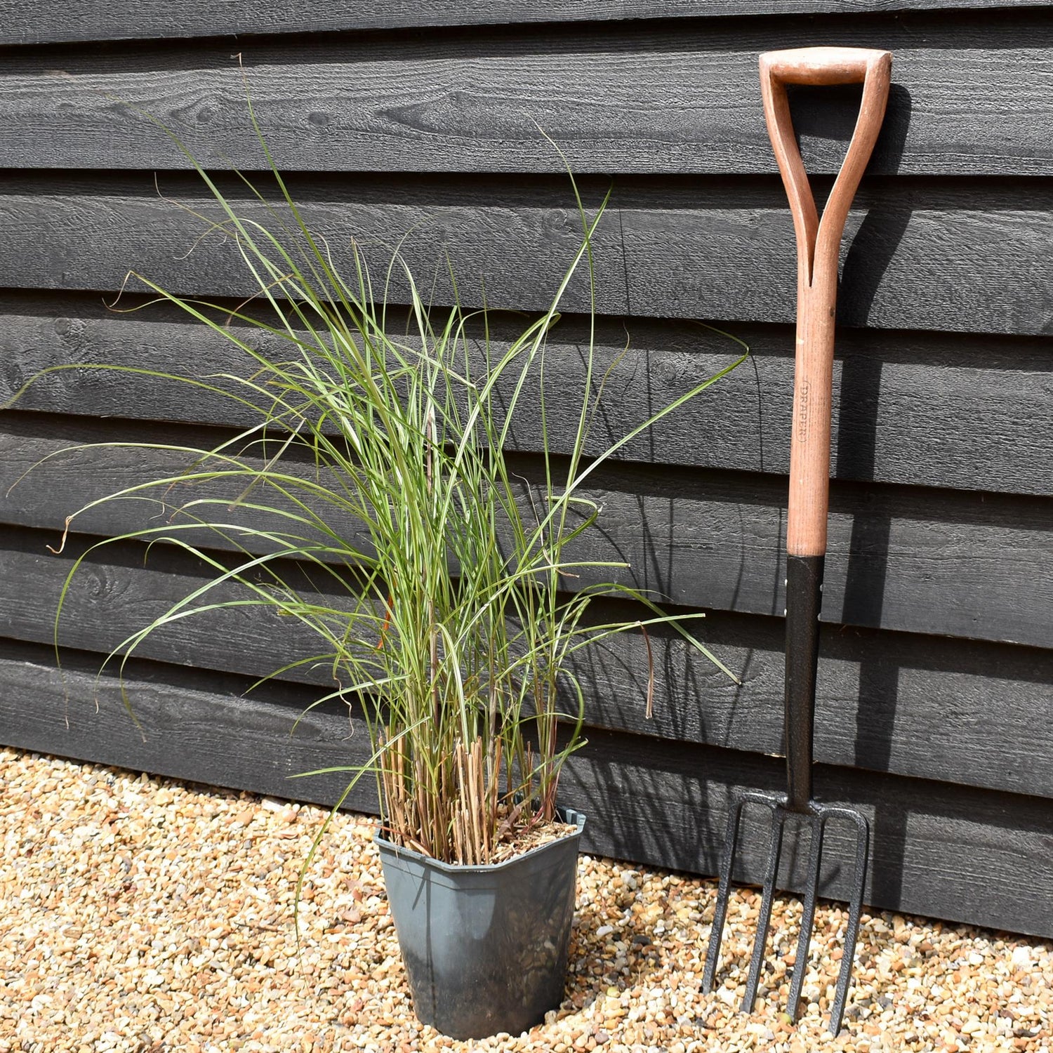 Miscanthus sinensis 'Gracillimus' | Eulalia 'Gracillimus' - Grass - Deciduous Perennial - 5lt
