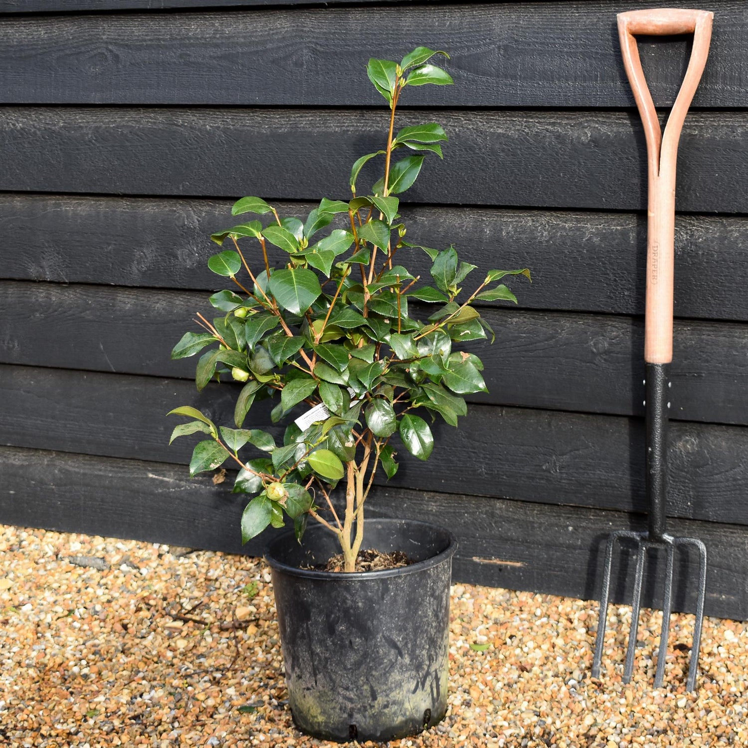 Camellia japonica 'Nuccio's Cameo' - Height 50-60cm - 12lt