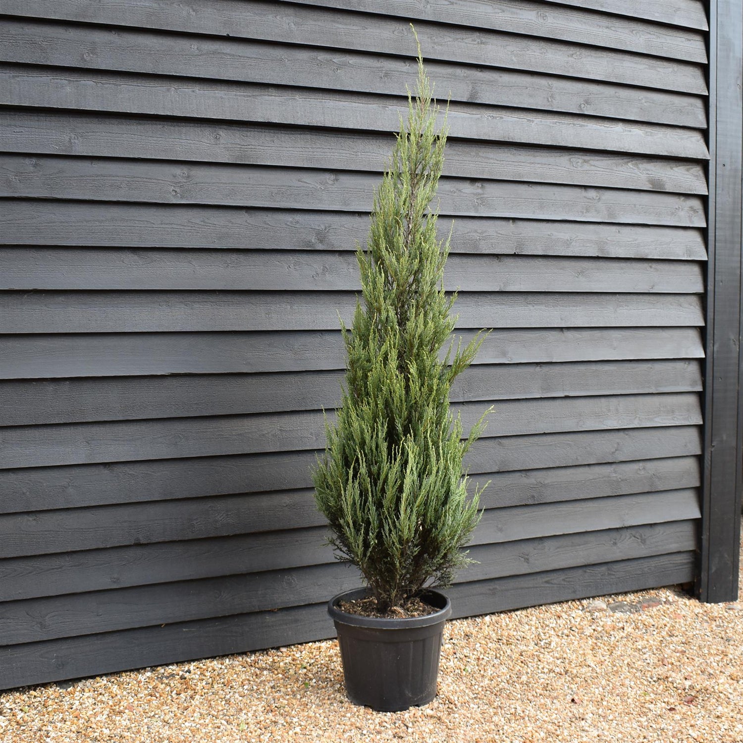 Juniperus scopulorum 'Skyrocket' -  Conifer - Height 190-210cm - 35lt