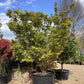 Acer palmatum 'Orangeola' | Orangeola Japanese Maple - Multistem - 350-360cm - 500lt