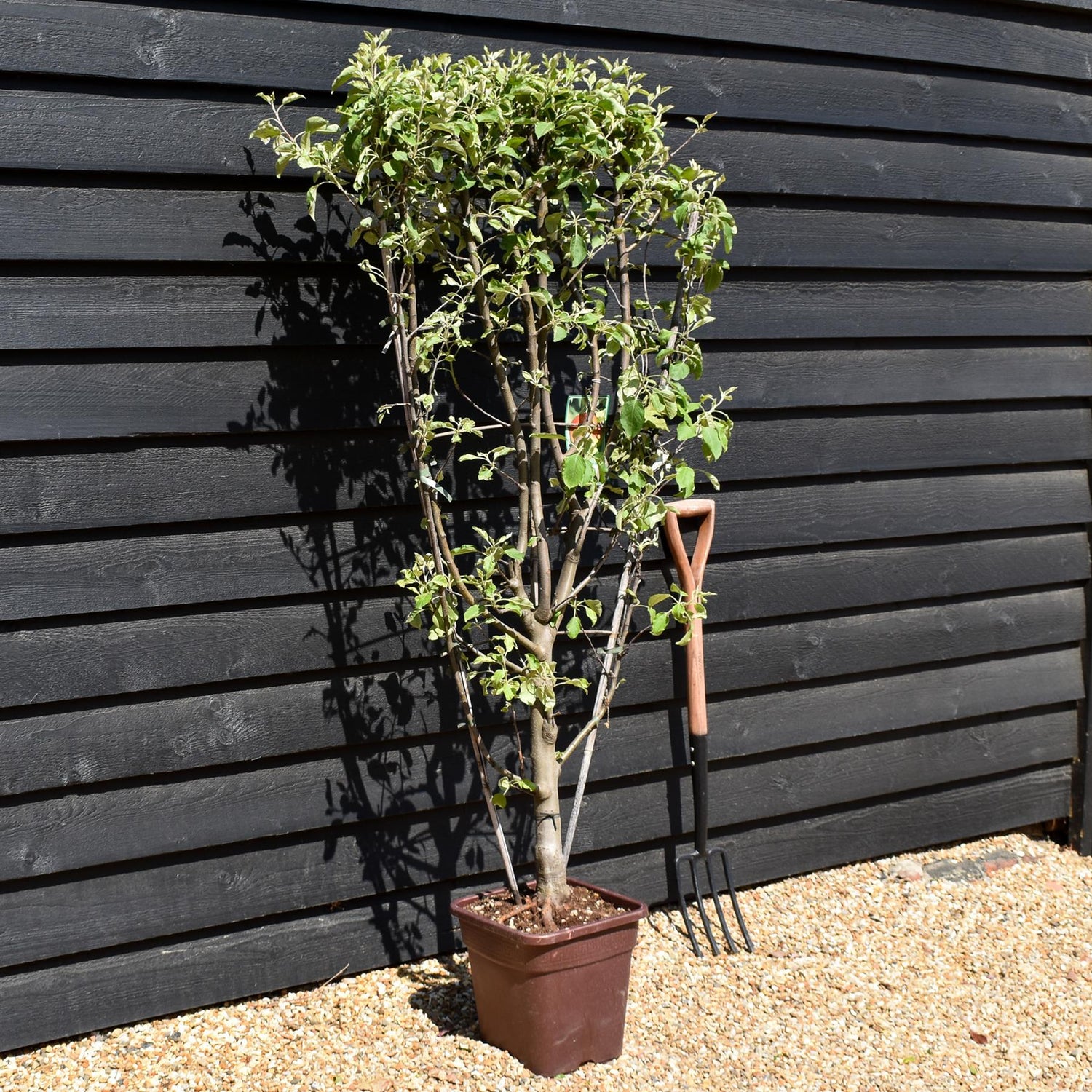 Malus Communis -  'Fuji' - Apple Tree - Espalier - Height 140-150cm - 15lt