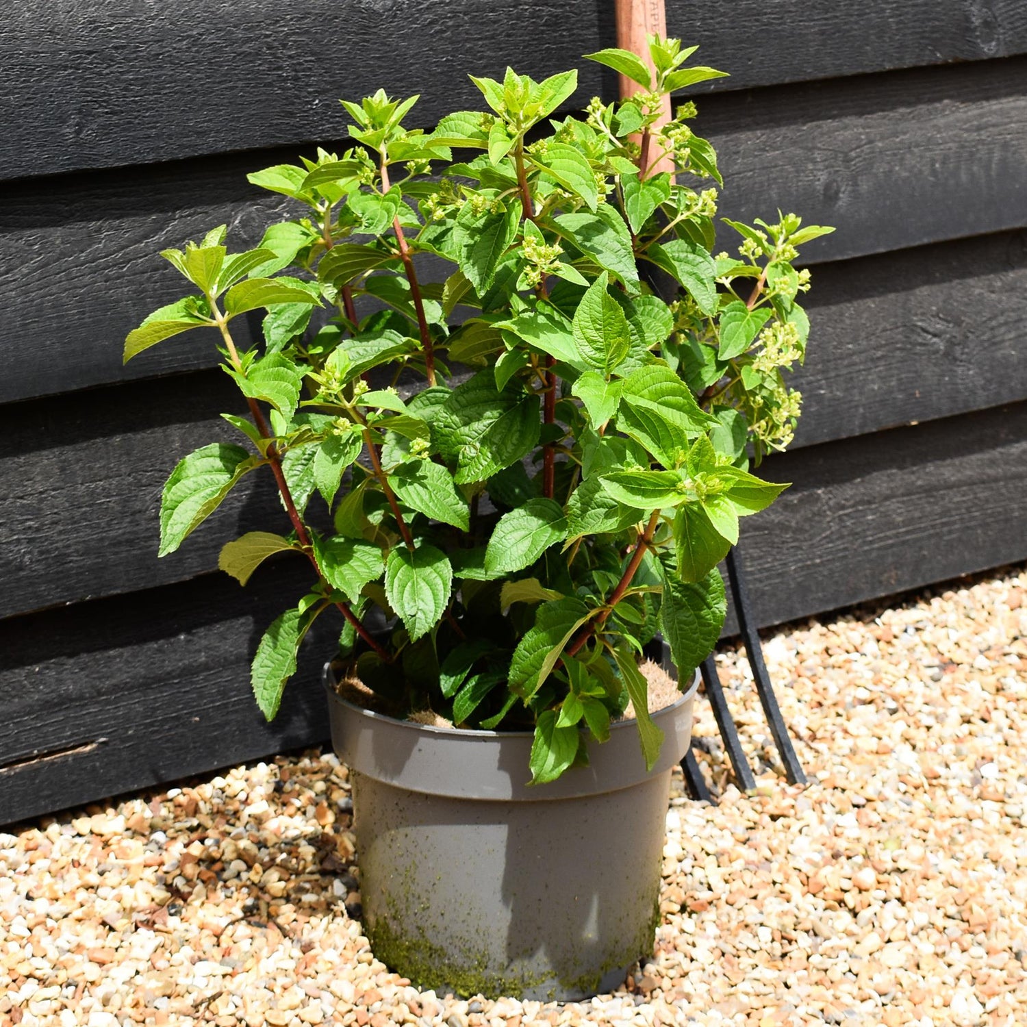 Hydrangea paniculata 'Silver Dollar' - Shrub - Height 40-50cm - 7.5lt