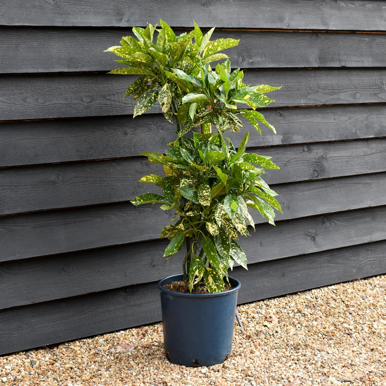 Aucuba japonica 'Mr Goldstrike' - Height 90-110cm -12lt