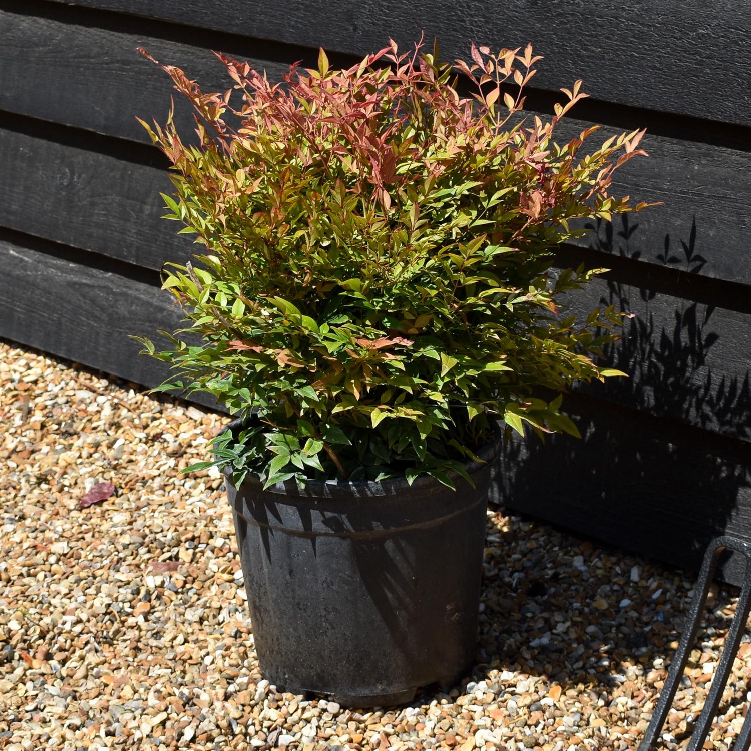 Nandina domestica 'Gulf Stream' - Height 40-50cm - 10lt