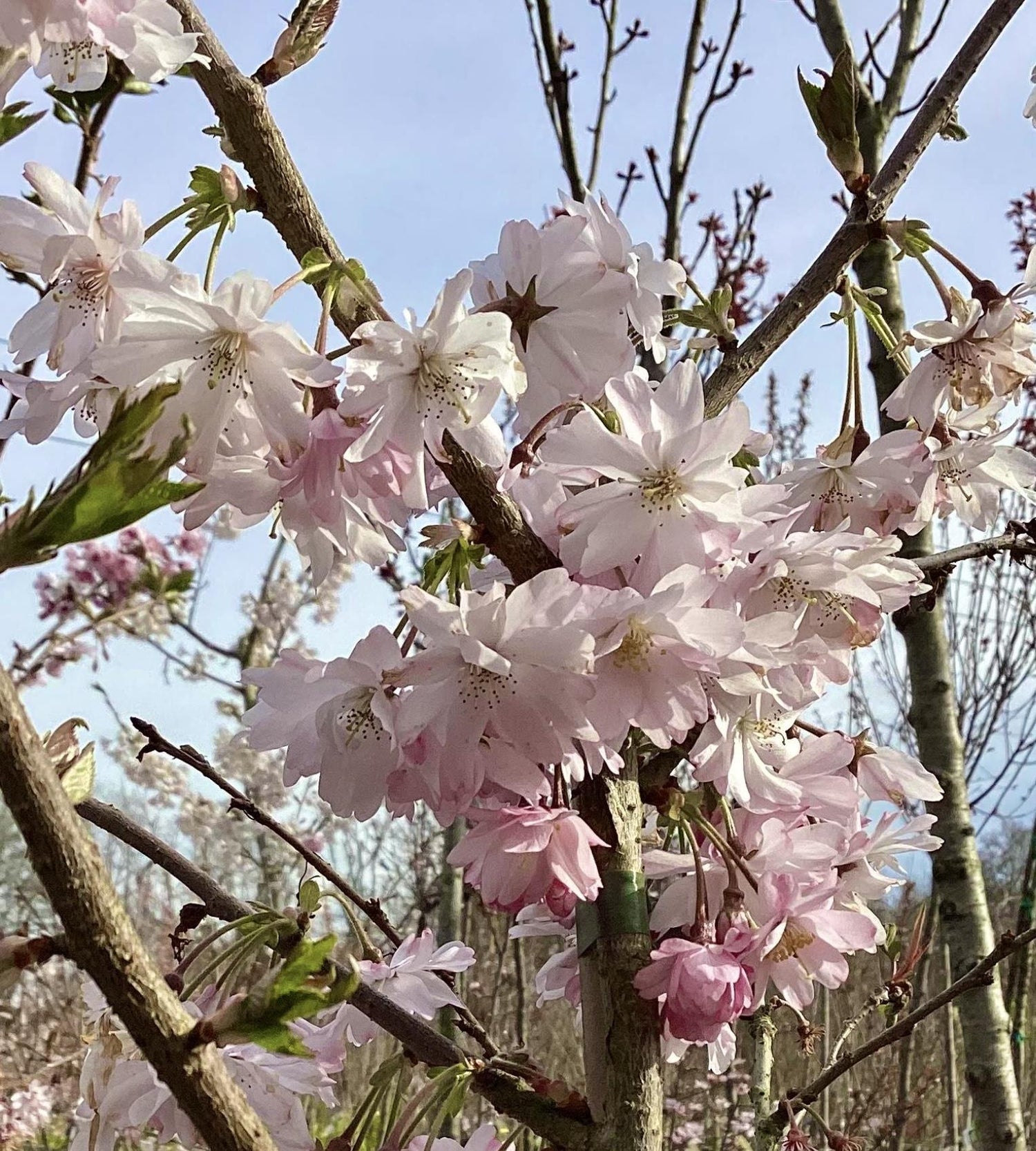 Prunus subhirtella Autumnalis Rosea | Winter-Flowering Cherry 'Autumnalis Rosea' -  Girth 10-12cm - 300-320cm - 30lt