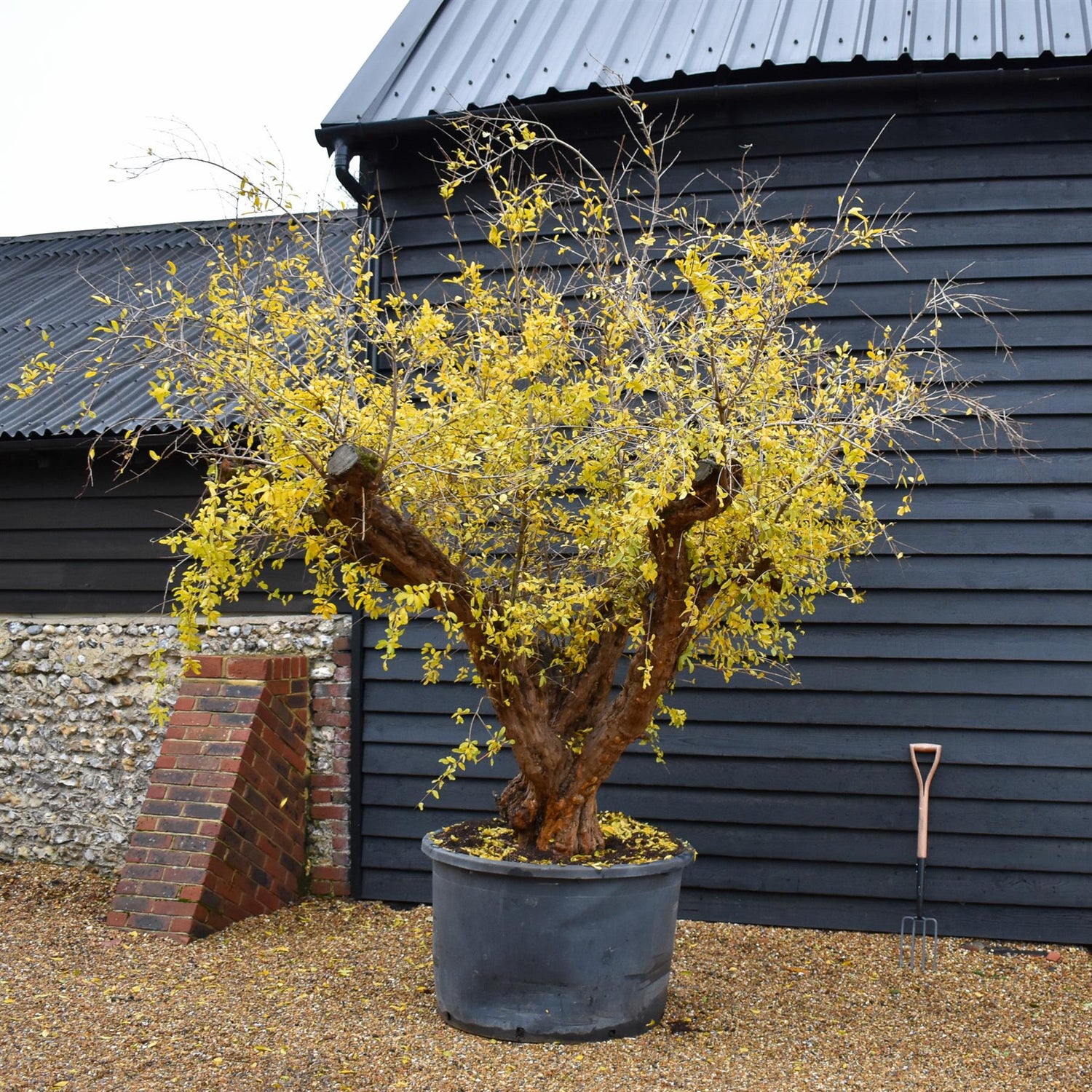 Pomegranate | Punica granatum - Mature Specimen 12A - 3 Branches - Height 230-240cm - 230lt