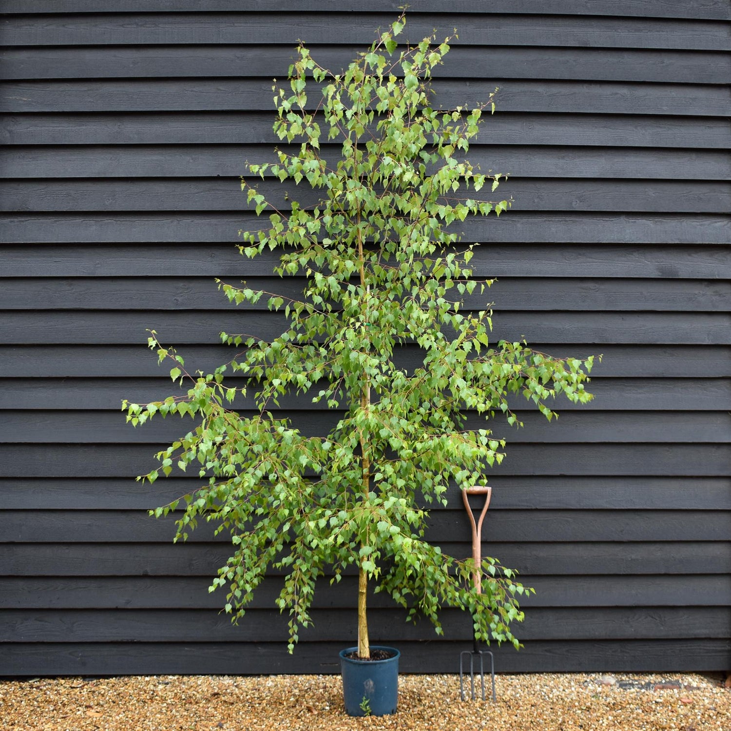 Betula Pendula | European White Birch - Height 180-280cm - 12lt
