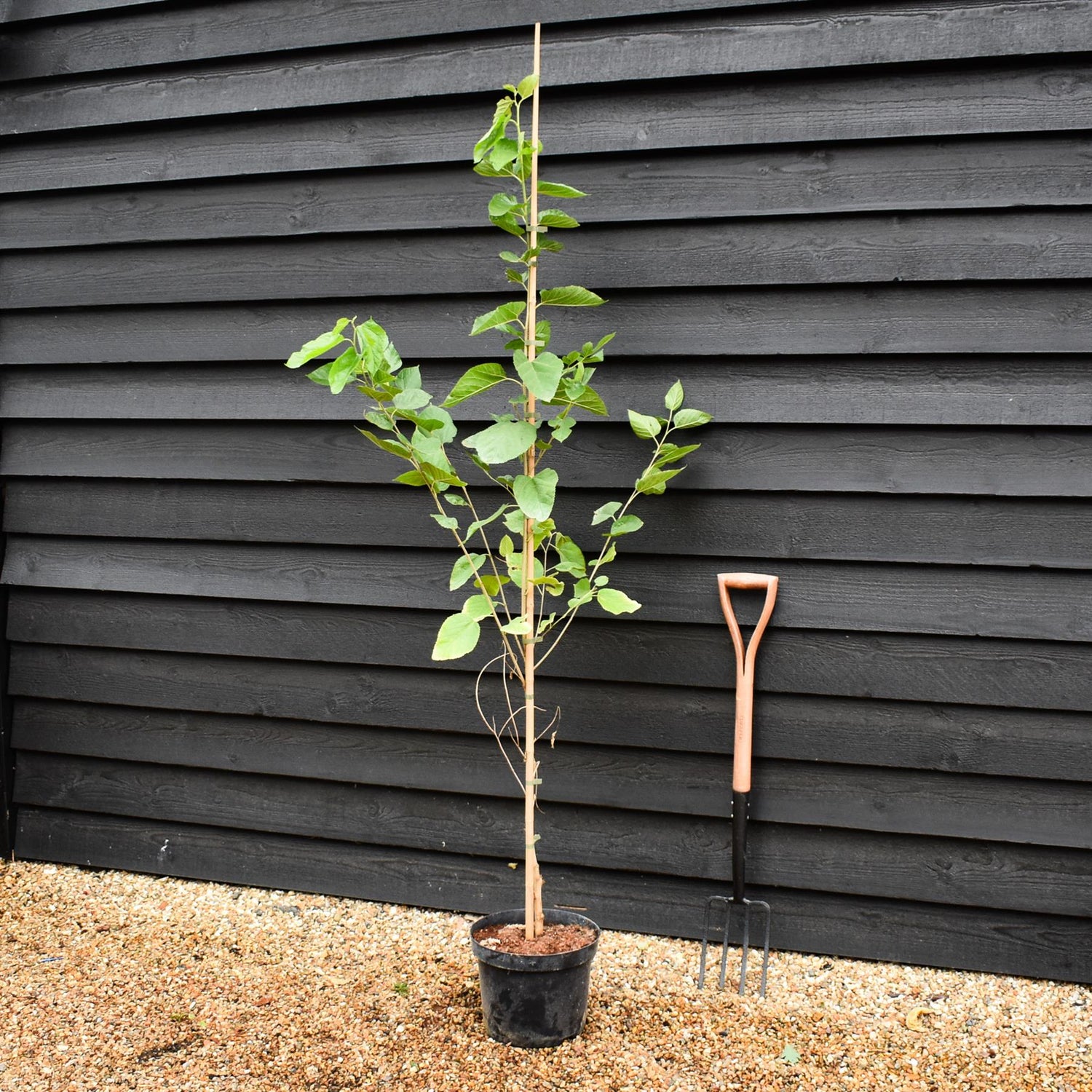 Morus alba | White Mulberry -  Height 190-200cm - 10lt