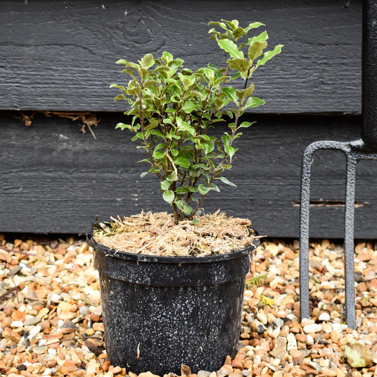 Pittosporum tenuifolium - Height 20-35cm -2lt
