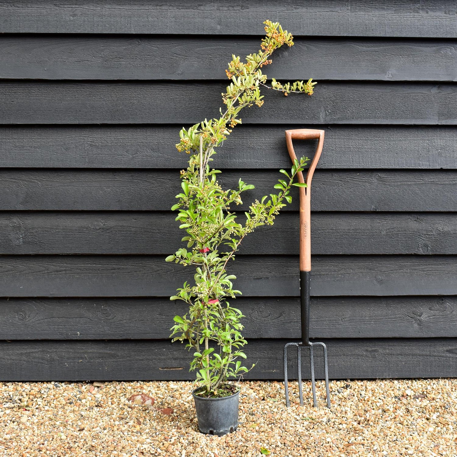 Pyracantha | Firethorn - 10-40cm, 3lt