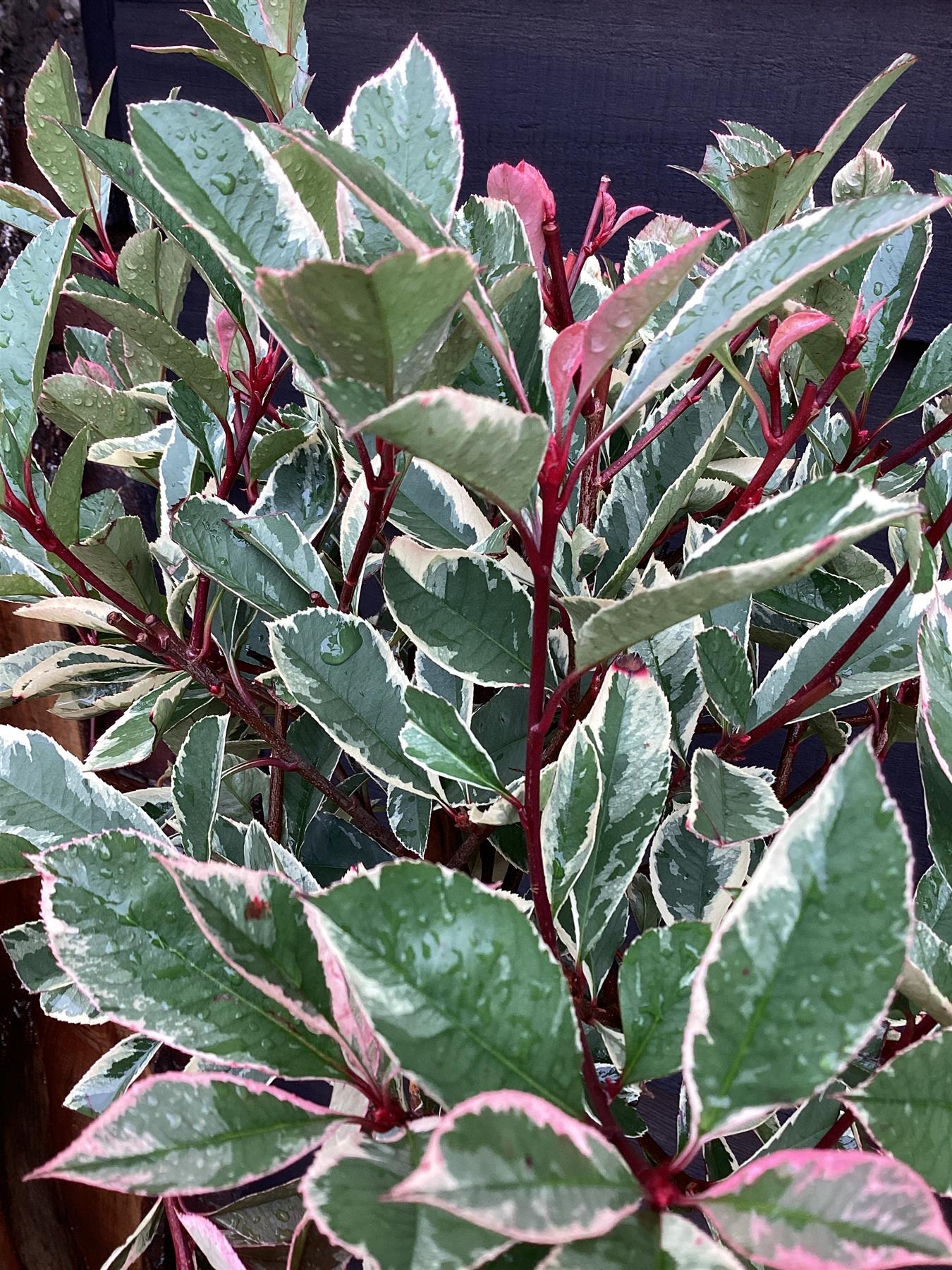 Photinia fraseri Pink Marble ('Cassini') | Christmas Berry Pink Marble 1/2 Standard - 160-170cm, 15lt