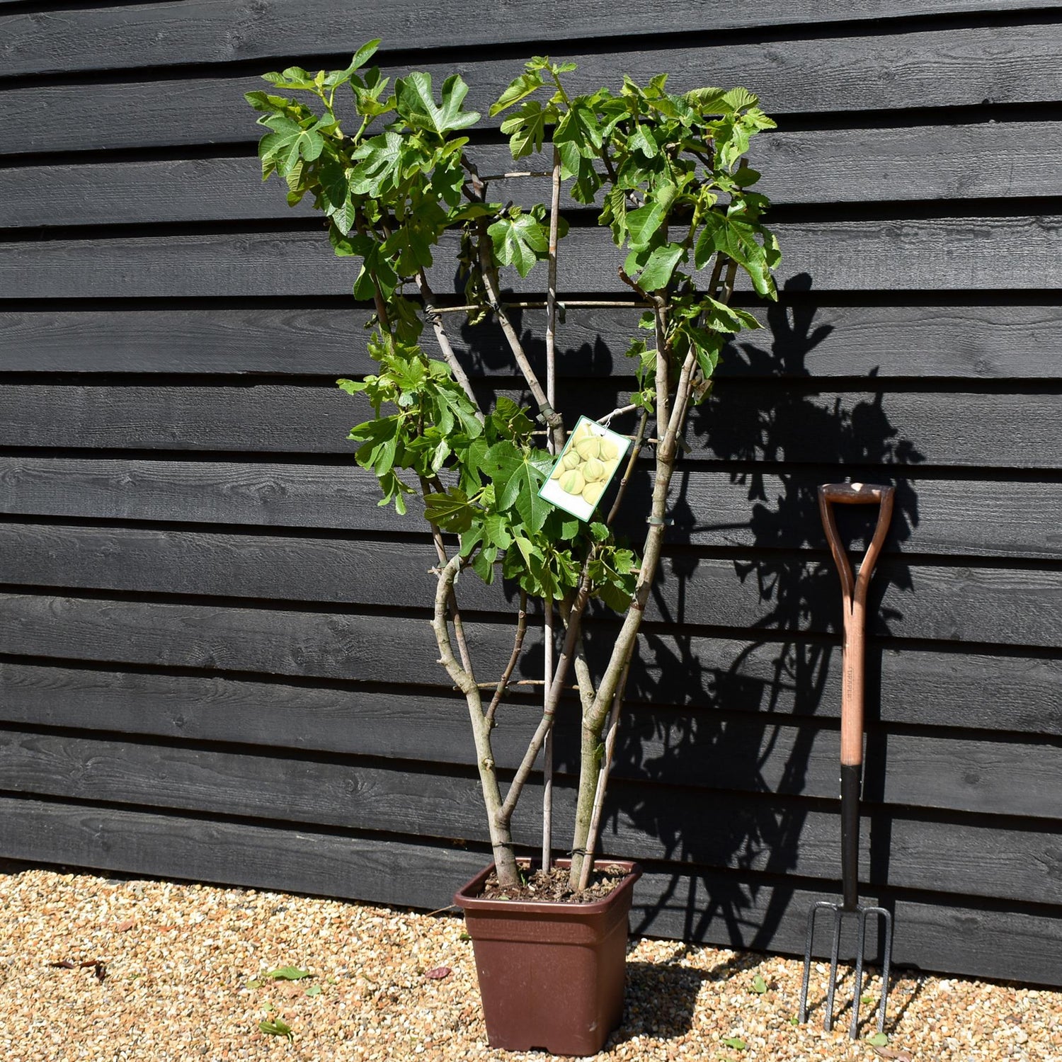 Fig - Ficus carica  'Panache' - Frame - Height 130-140cm - 15lt