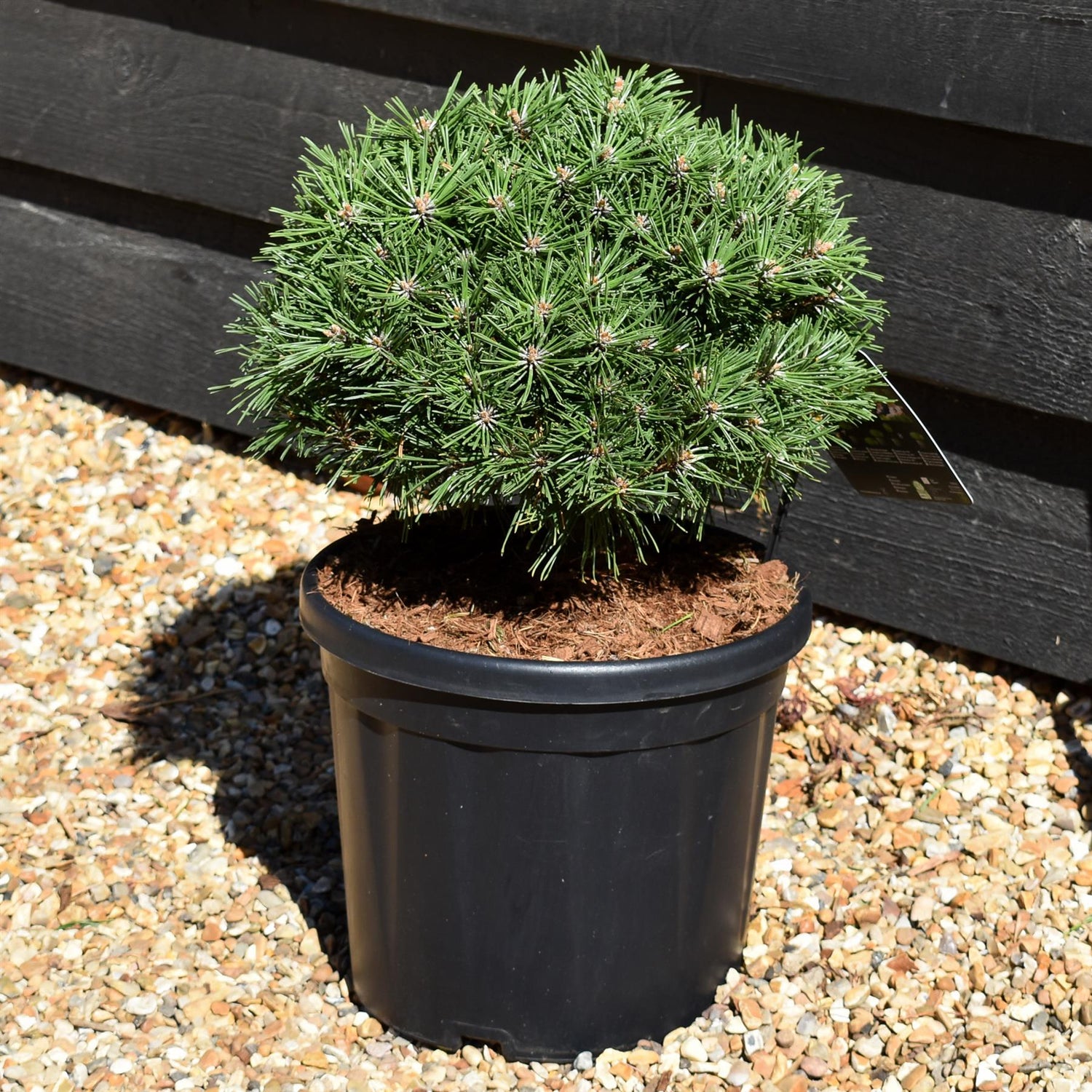 Pinus mugo 'Benjamin' - Height 20-25cm - Width 30-40cm - 8lt
