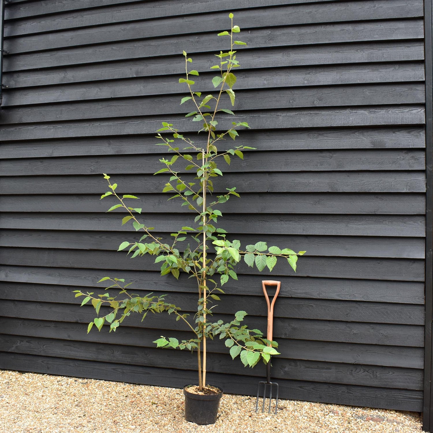 Paper Birch | Betula Papyrifera - Height 170-200cm - Girth 4cm - 10lt