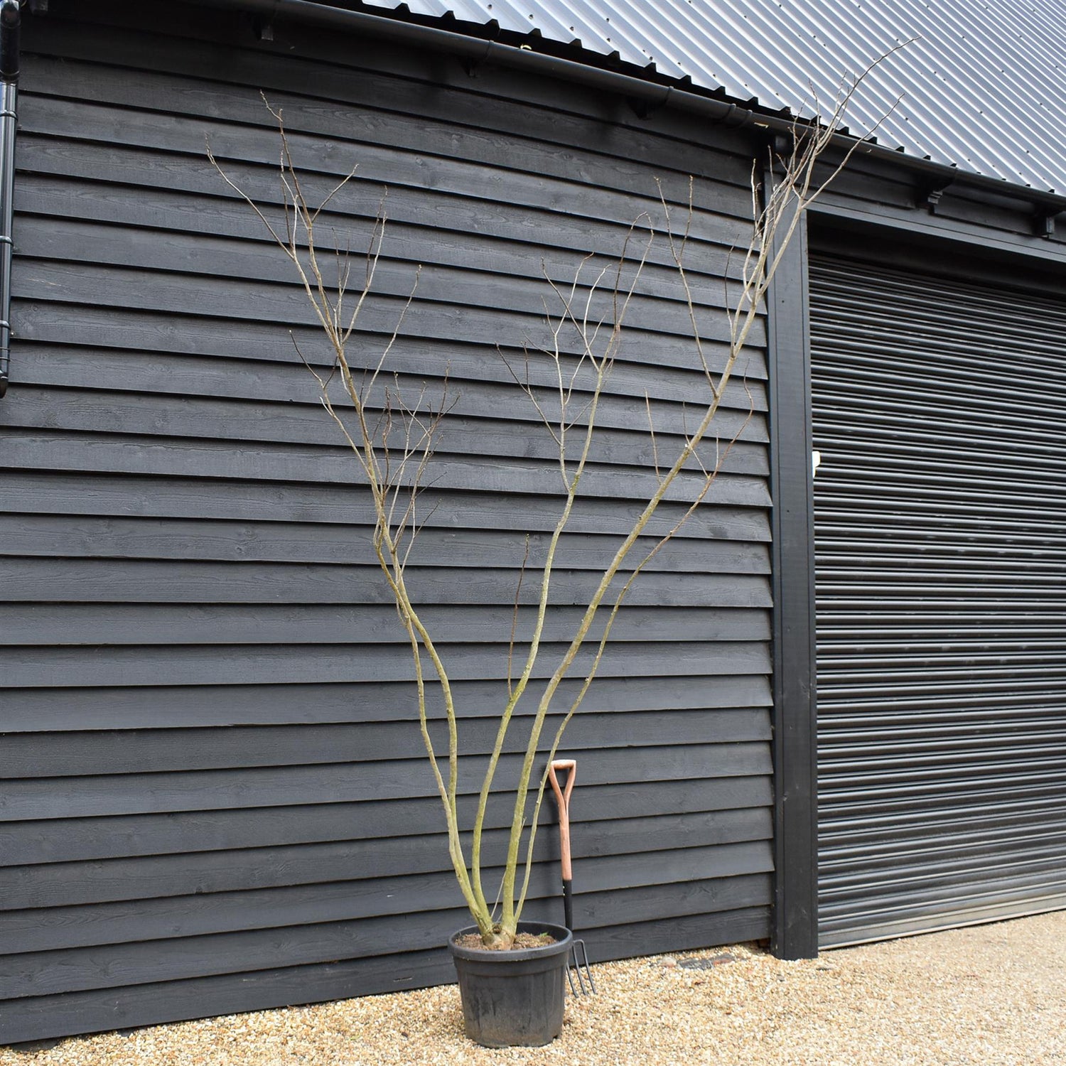 Silk Tree | Albizia julibrissin 'Ombrella' - Height 280-310cm - Multistem - 45lt