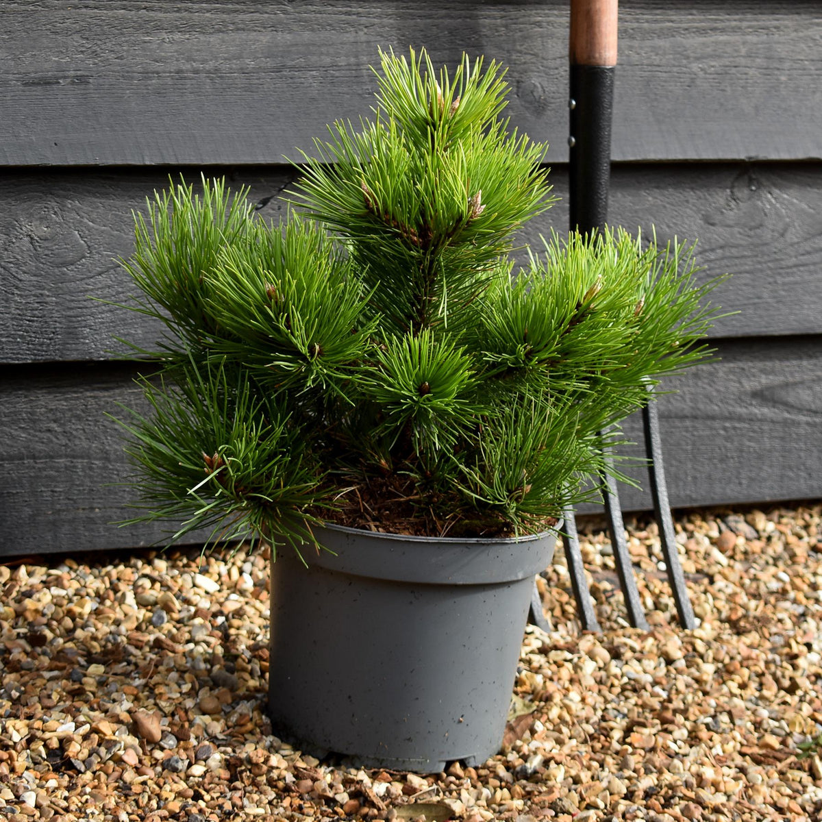Pinus nigra 'Nana' - Height 30-40cm - 5lt