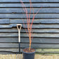Acer palmatum 'Sango-kaku' | Red Bark Maple - 130-140cm - 20lt