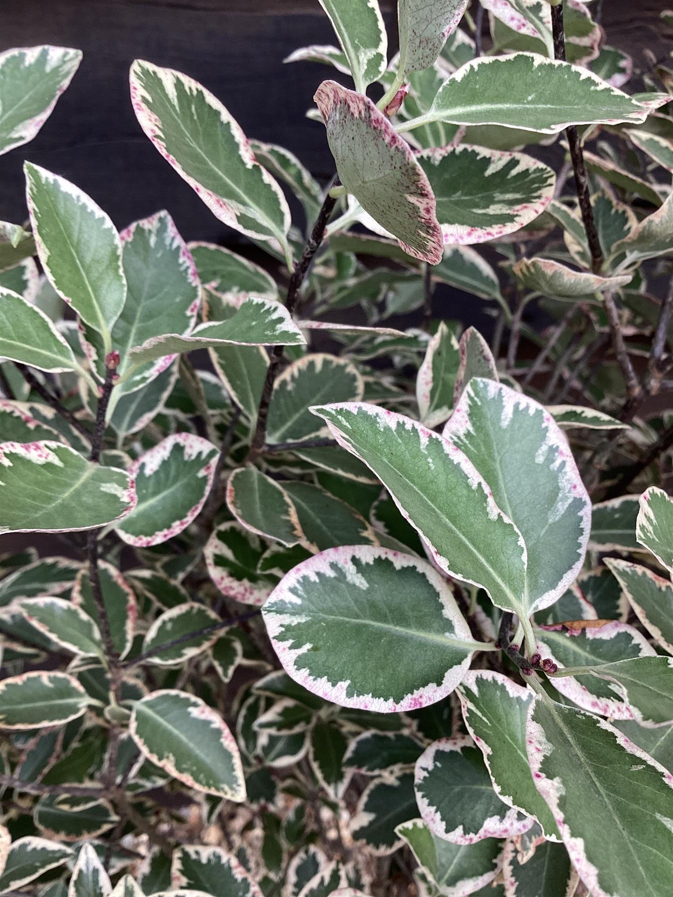 Pittosporum 'Garnettii' - 90-115cm - 20lt