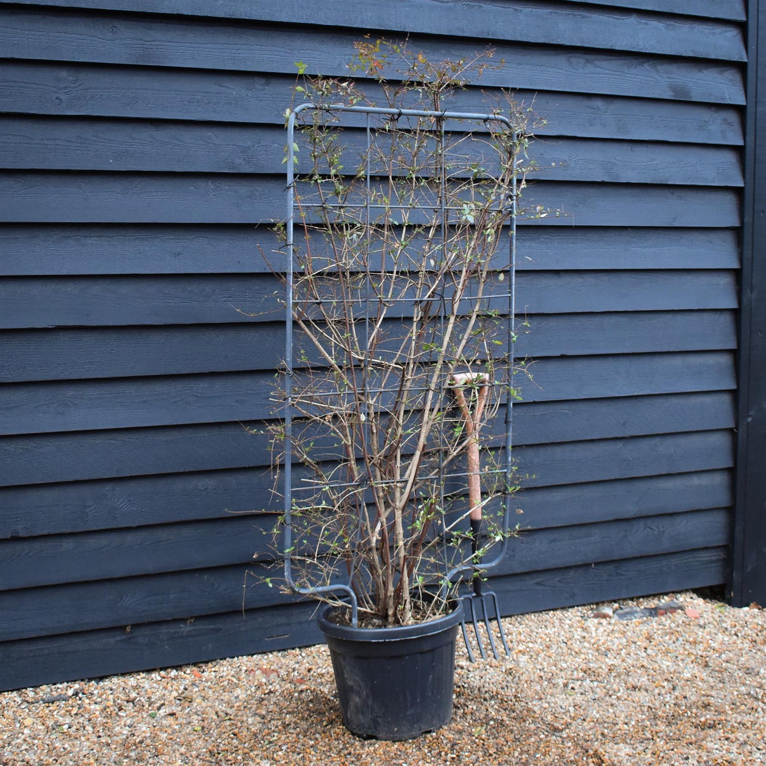 Abelia Grandiflora | Glossy Abelia - Frame 75cm x 130cm - Height 150cm - 35lt
