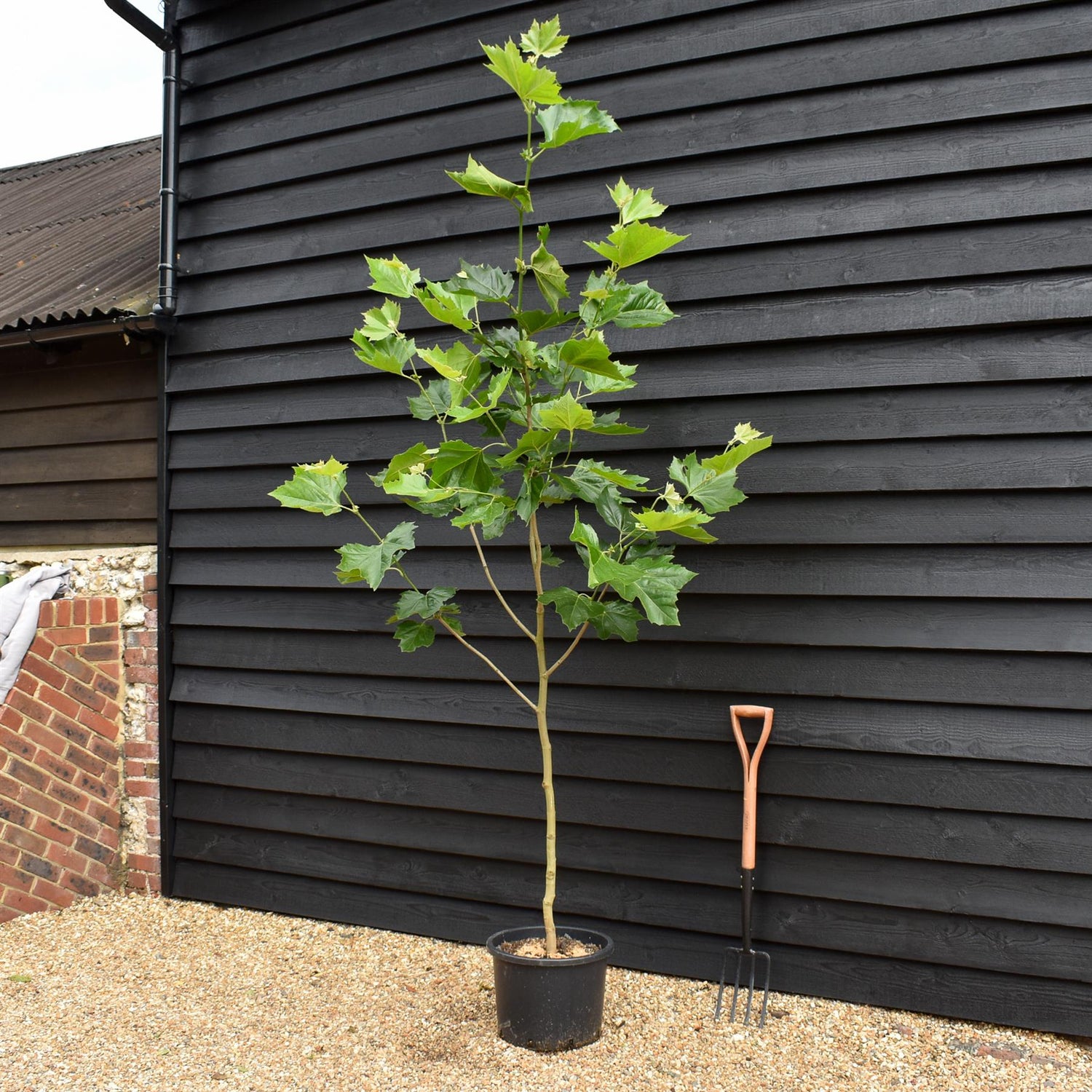 Platanus  hispanica | London plane - Height 170-200cm - Girth 6-8cm - 30lt