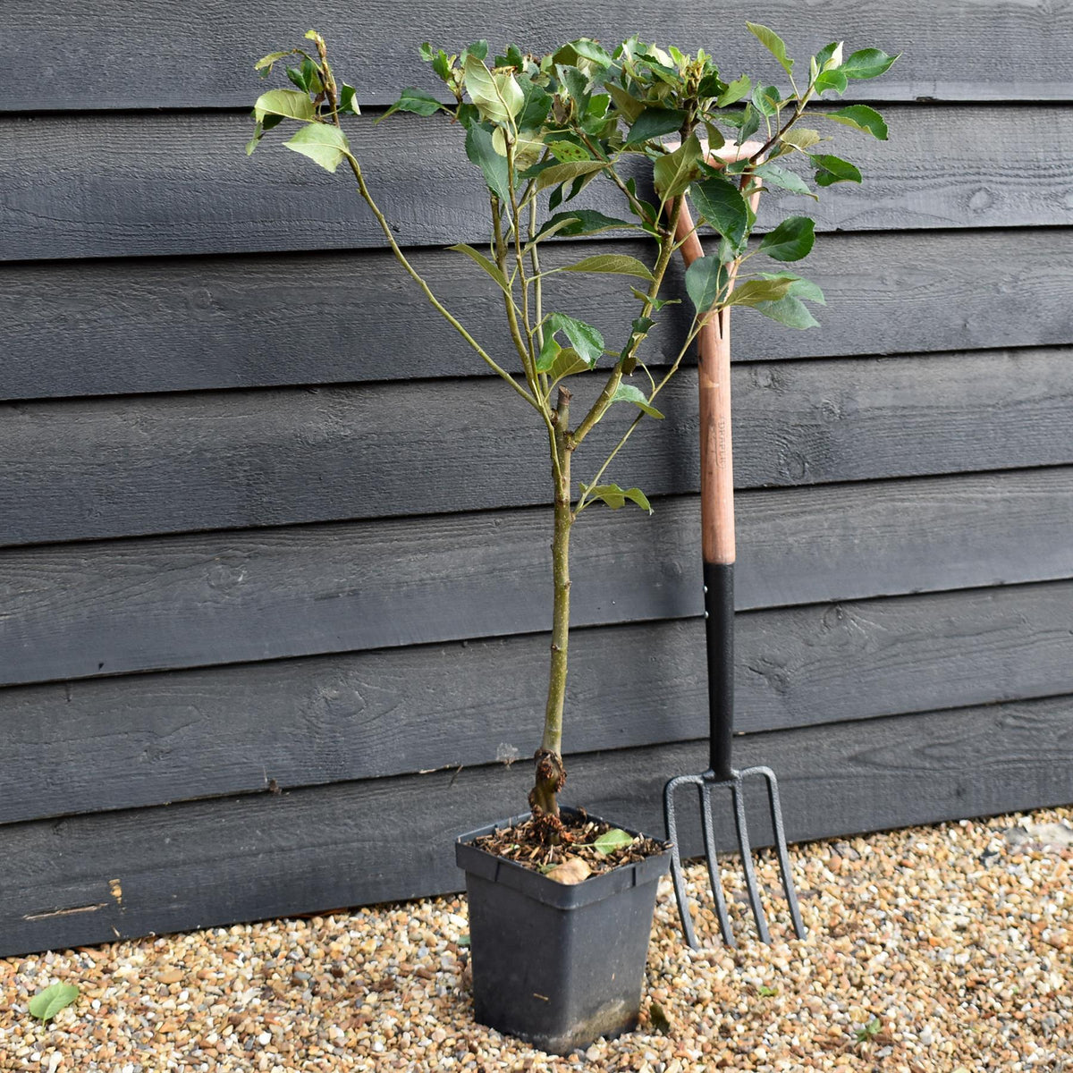 Apple tree 'James Grieve' | Malus domestica - Patio Rootstock - Height 80-100cm - 7lt