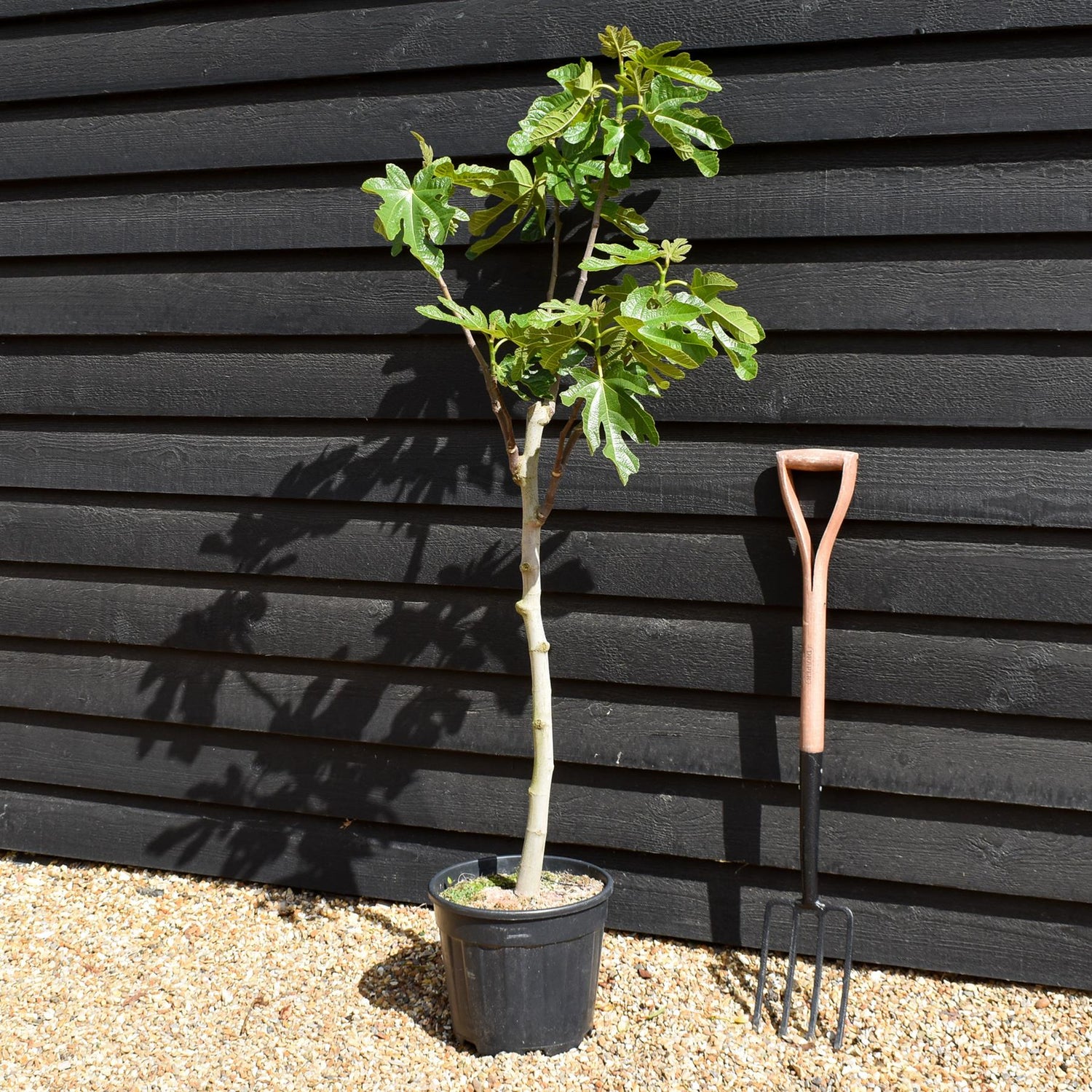 Fig | Ficus carica 'Brown Turkey' - Clear Stem 65-75cm - Height 130-140cm - 15lt