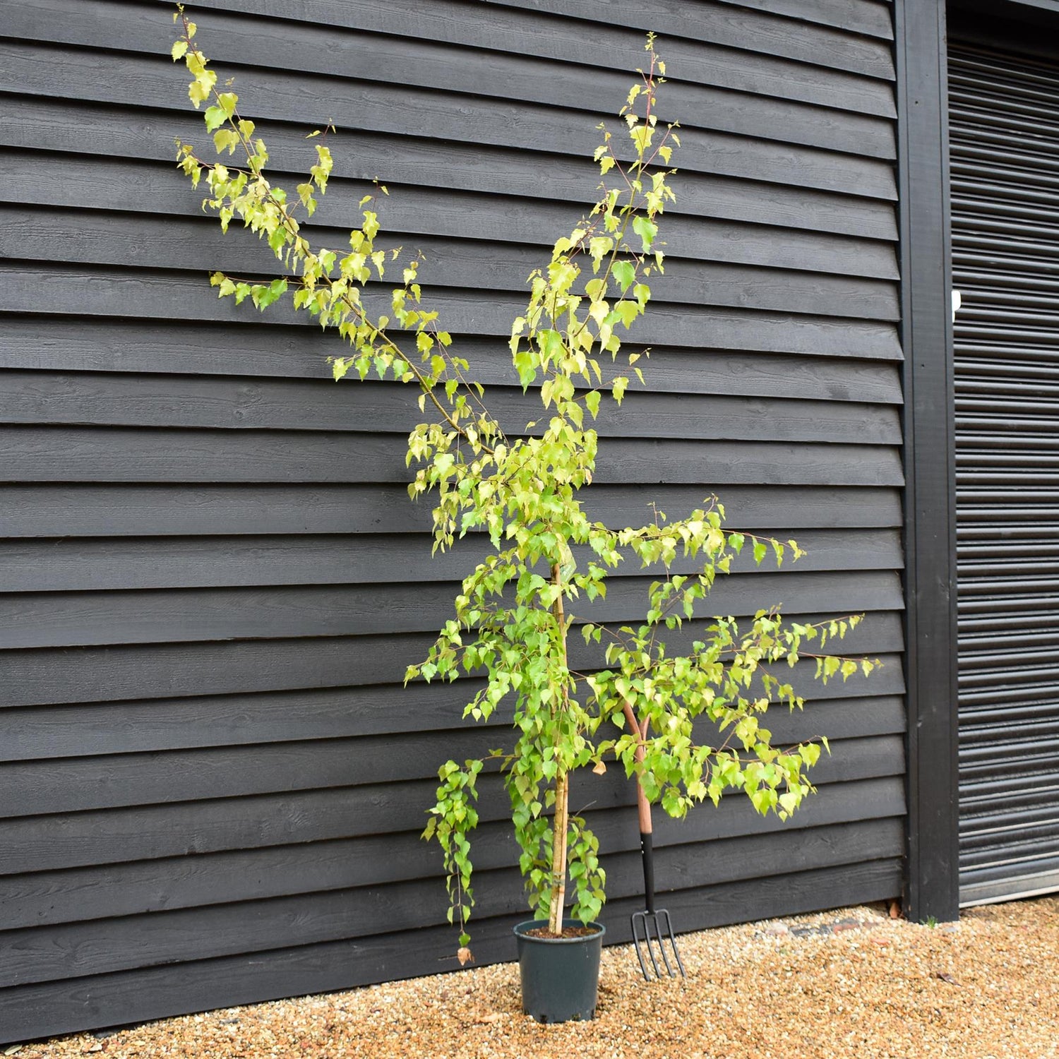 Betula pendula Golden Beauty | Golden Birch Tree  - Height 230-260cm - 10lt