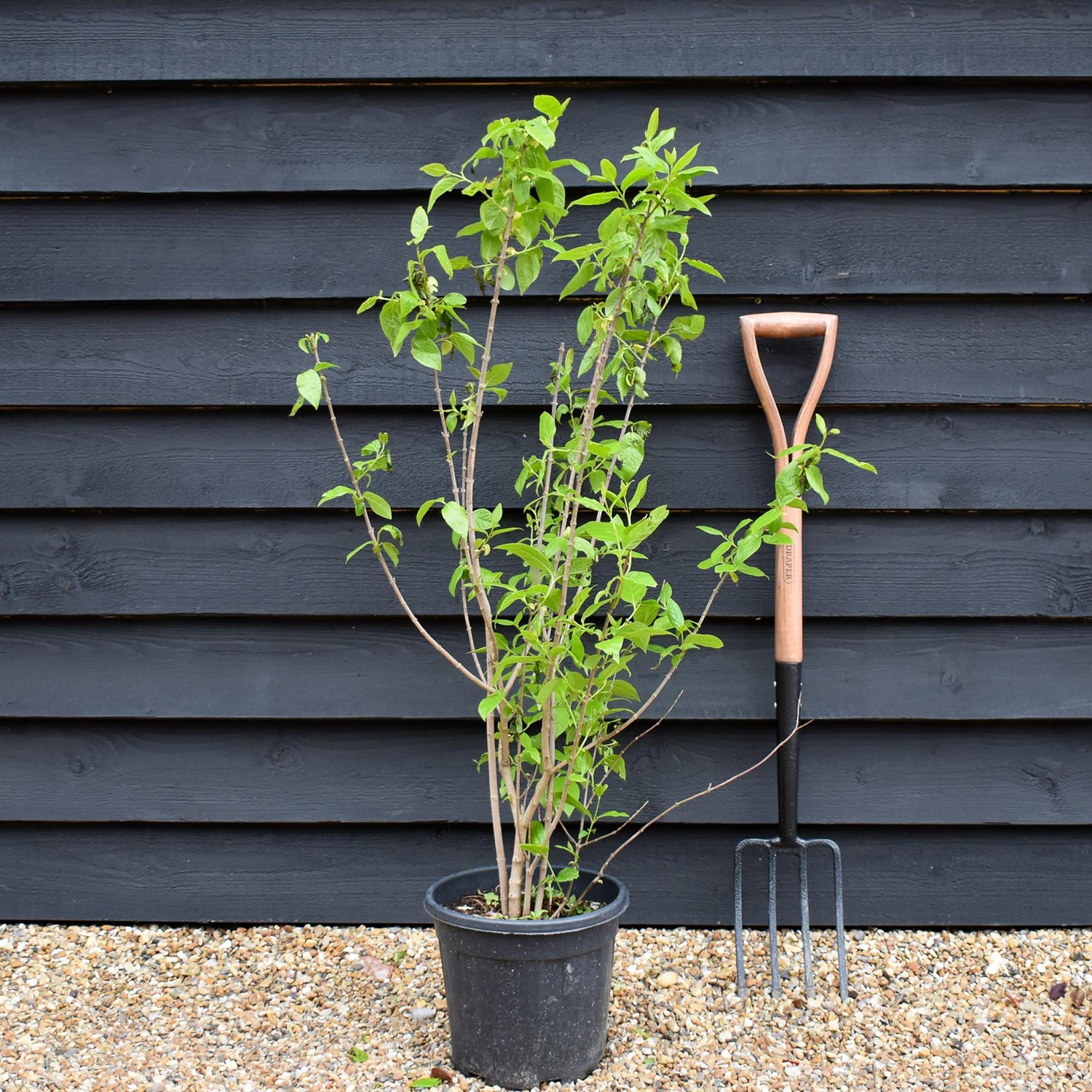 Wintersweet | Chimonanthus Praecox - Shrub - Height 100-120cm - 10lt