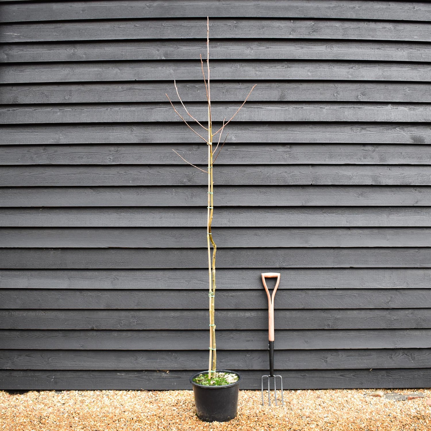 Davidia involucrata - Handkerchief Tree - Height 200-250cm - 20lt