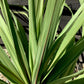 Cordyline australis Peko | Peko 60-80cm - 7lt