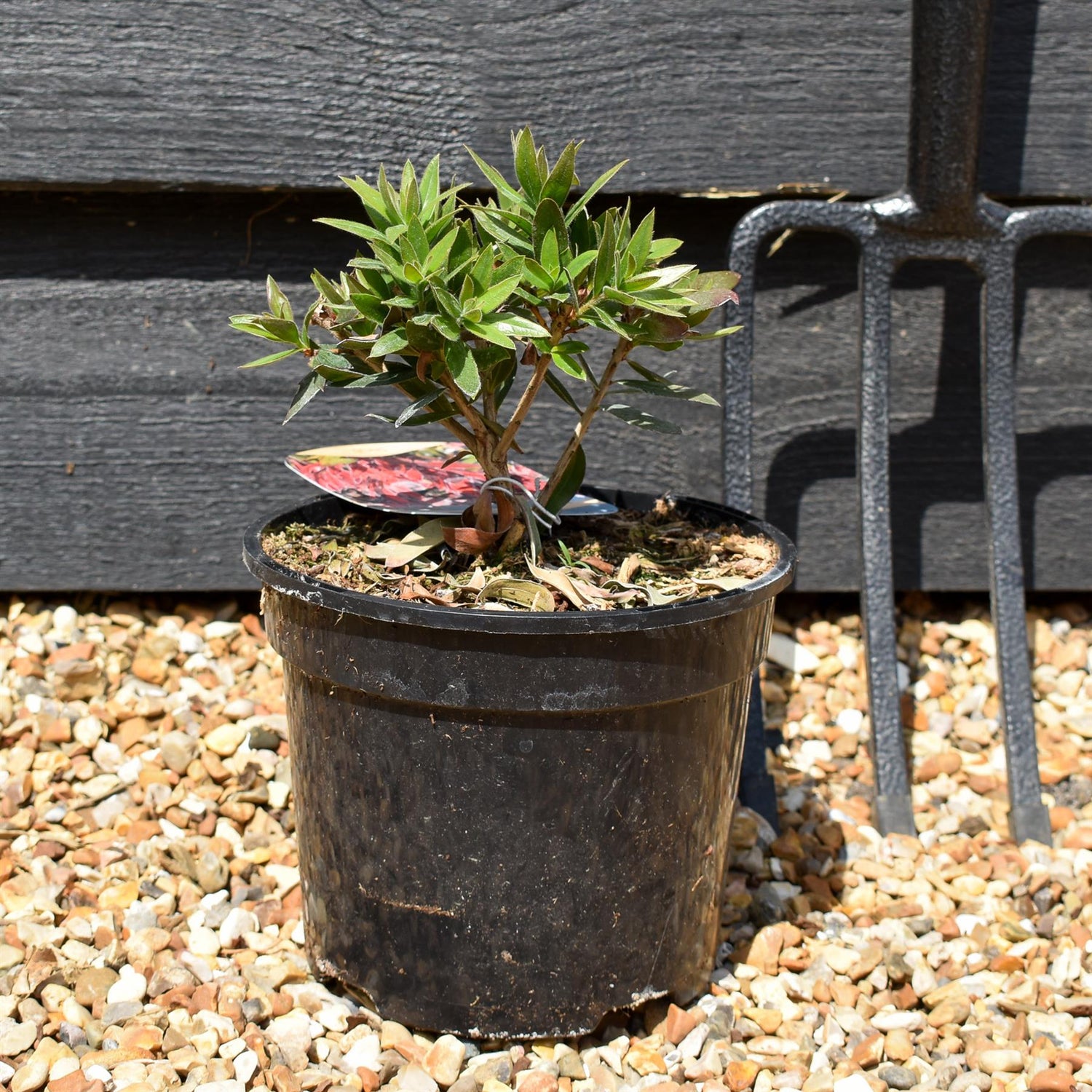Callistemon 'Red Rocket' Bottlebrush - Shrub - Height 10-20cm - 2lt
