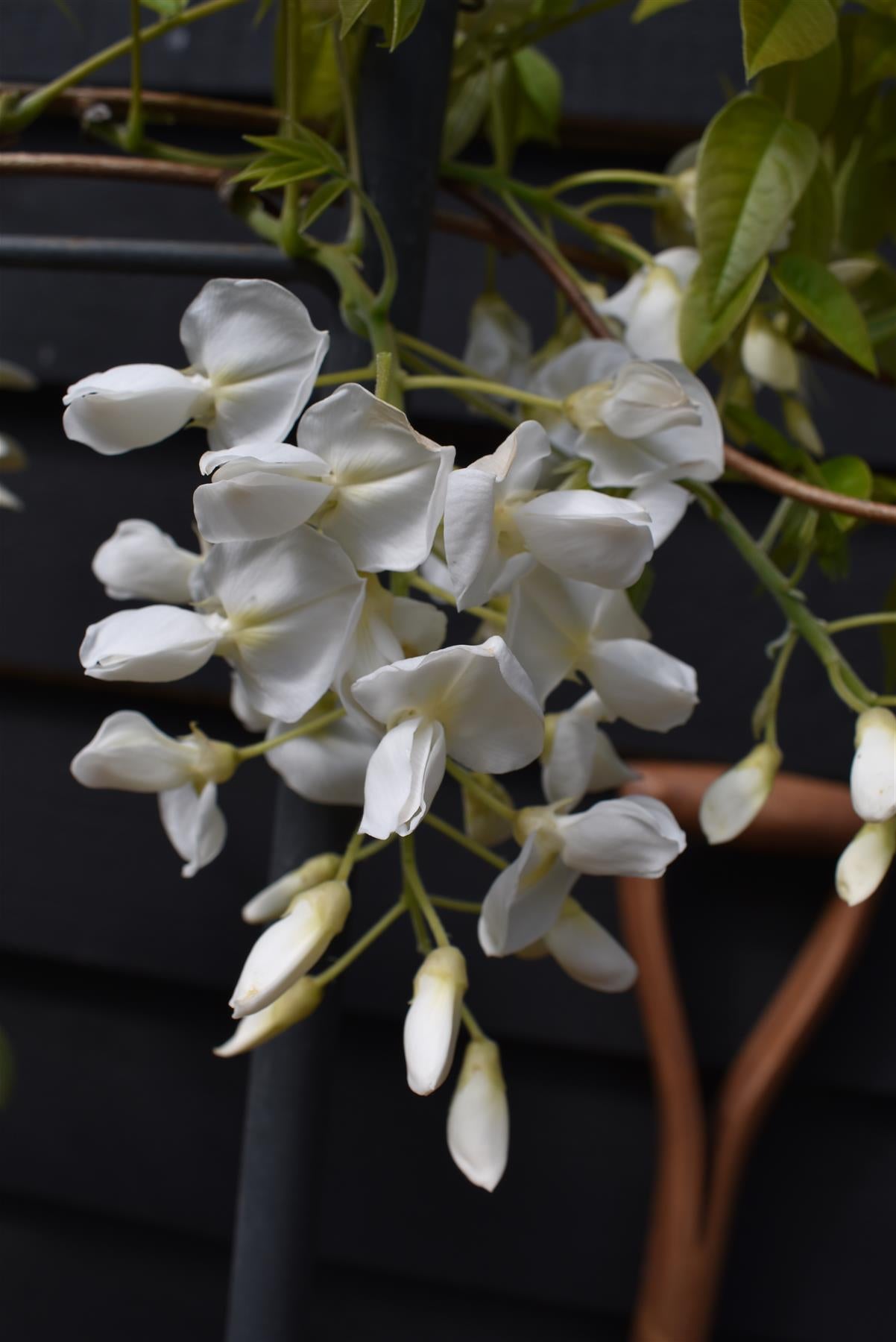 Wisteria | Chinese wisteria - White Flower - Frame/Espalier - Height 110cm Width 50cm - 18lt