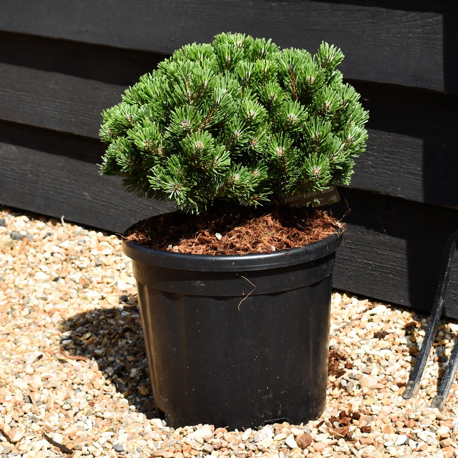 Pinus mugo 'Sherwood Compact' | Dwarf mountain pine - Height 20cm - Width 30cm - 11lt