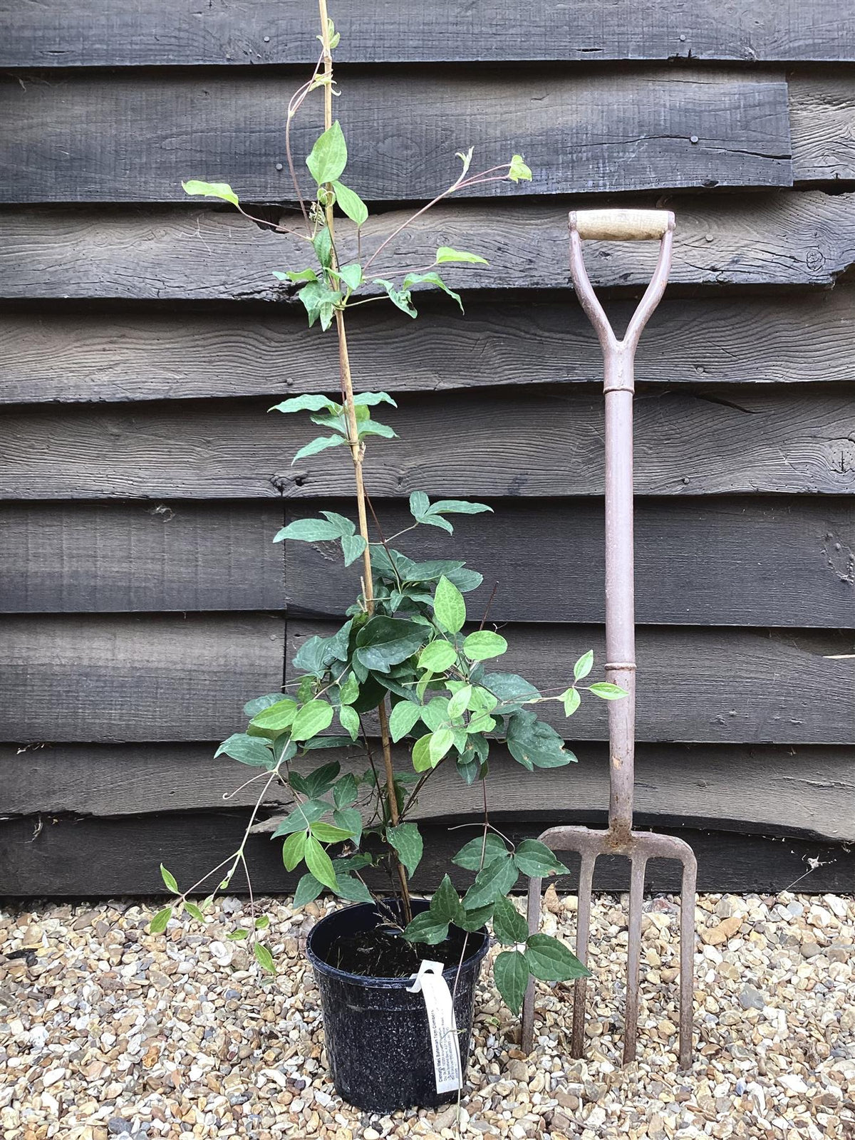 Lonicera japonica 'Halliana' | Japanese Honeysuckle - 50-60cm - 3lt ...