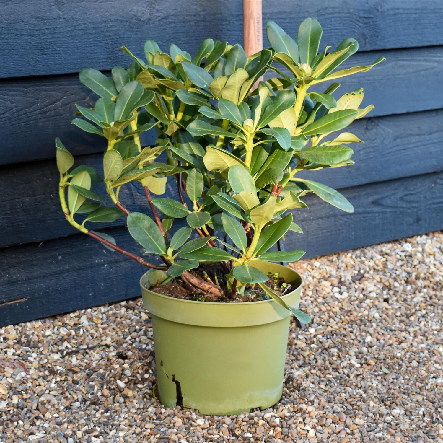 Rhododendron Yellow Flower - Shrub - Height 50-60cm - 20lt