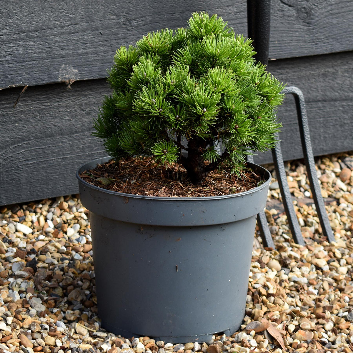 Pinus mugo 'Allgau' | Dwarf mountain pine - Height 20-25cm - Width 25-30cm - 5lt