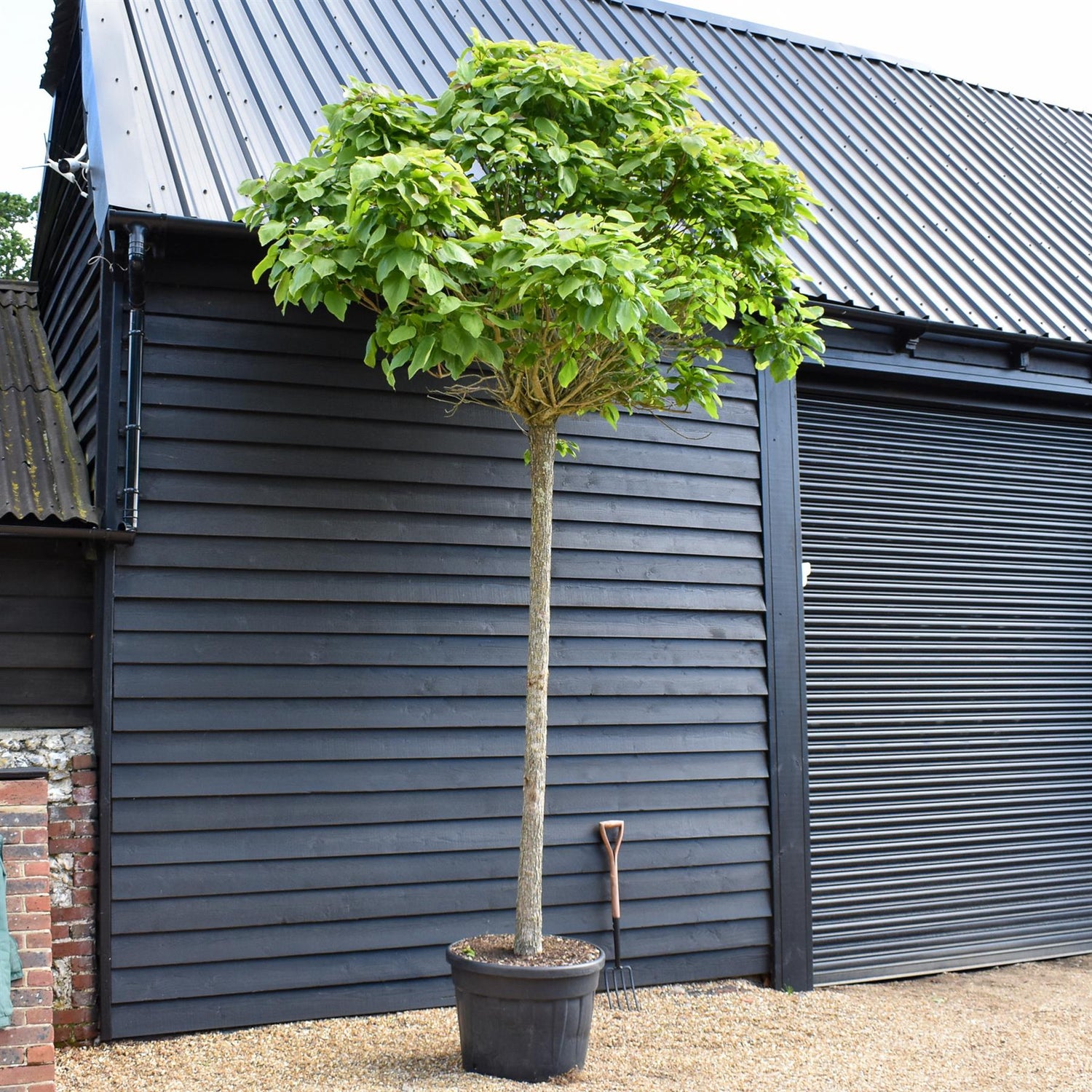 Catalpa Bungei | Indian bean tree - Girth 20cm - 350-360cm - 130lt