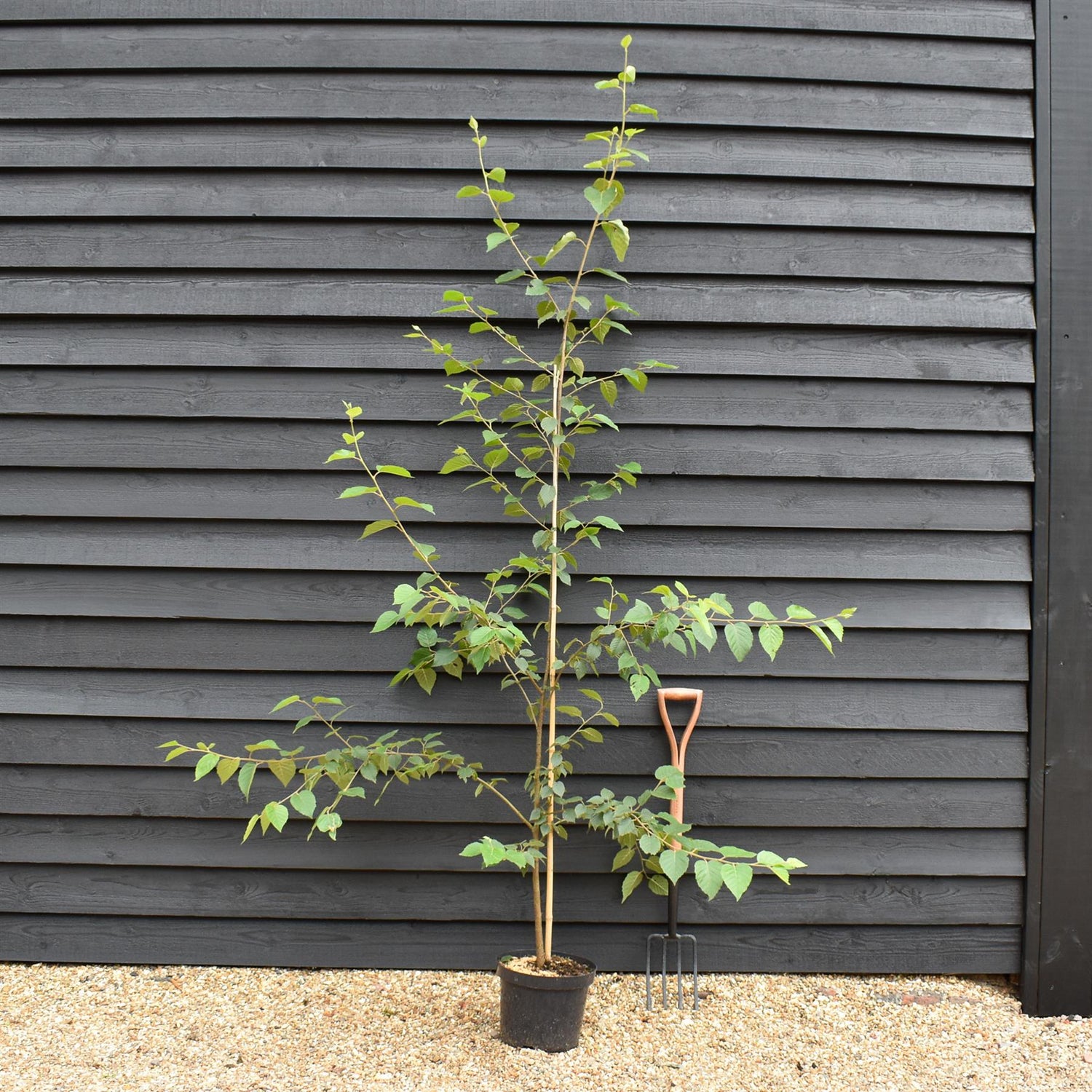 Paper Birch | Betula Papyrifera - Height 170-200cm - Girth 4cm - 10lt