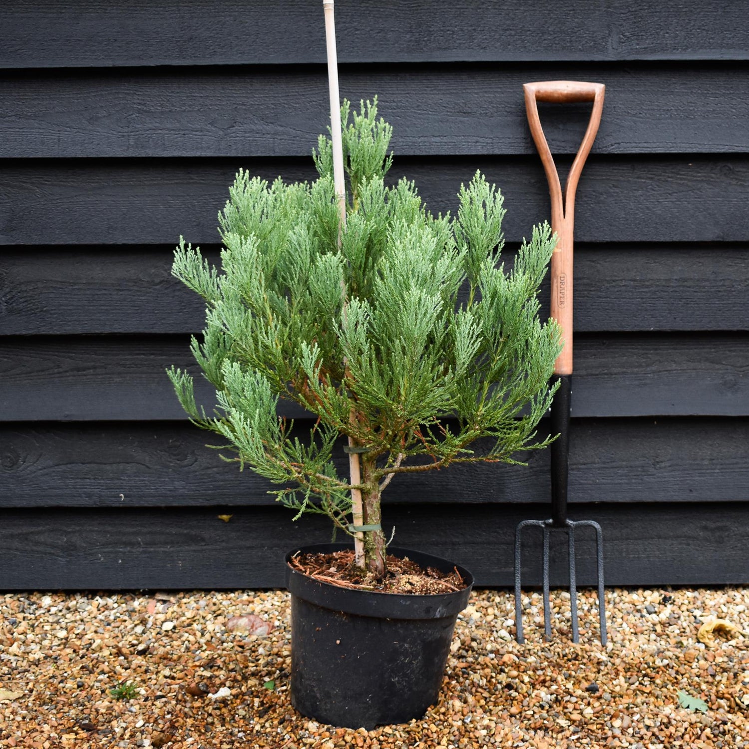 Sequoiadendron giganteum | Giant redwood - Height - 60-80cm - 10lt