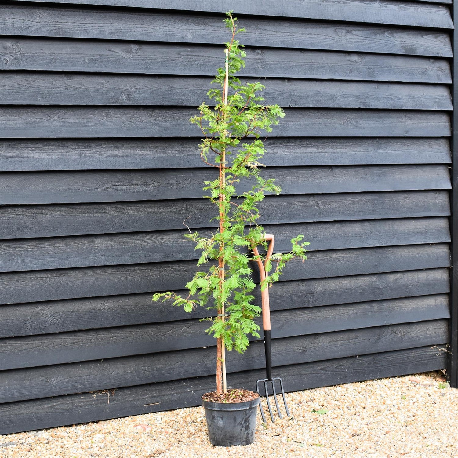 Metasequoia glyptostroboides | Dawn Redwood - Feathered - Height 175-200cm - 10lt