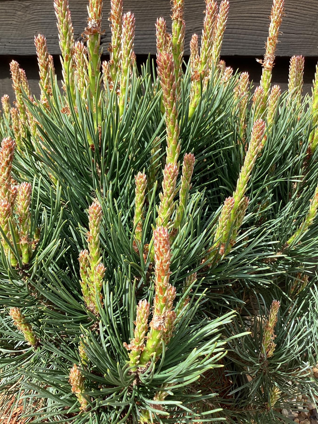 Pinus sylvestris 'Watereri' | Scots pine 'Watereri' - Height 40cm - Width - 50cm  - 15lt