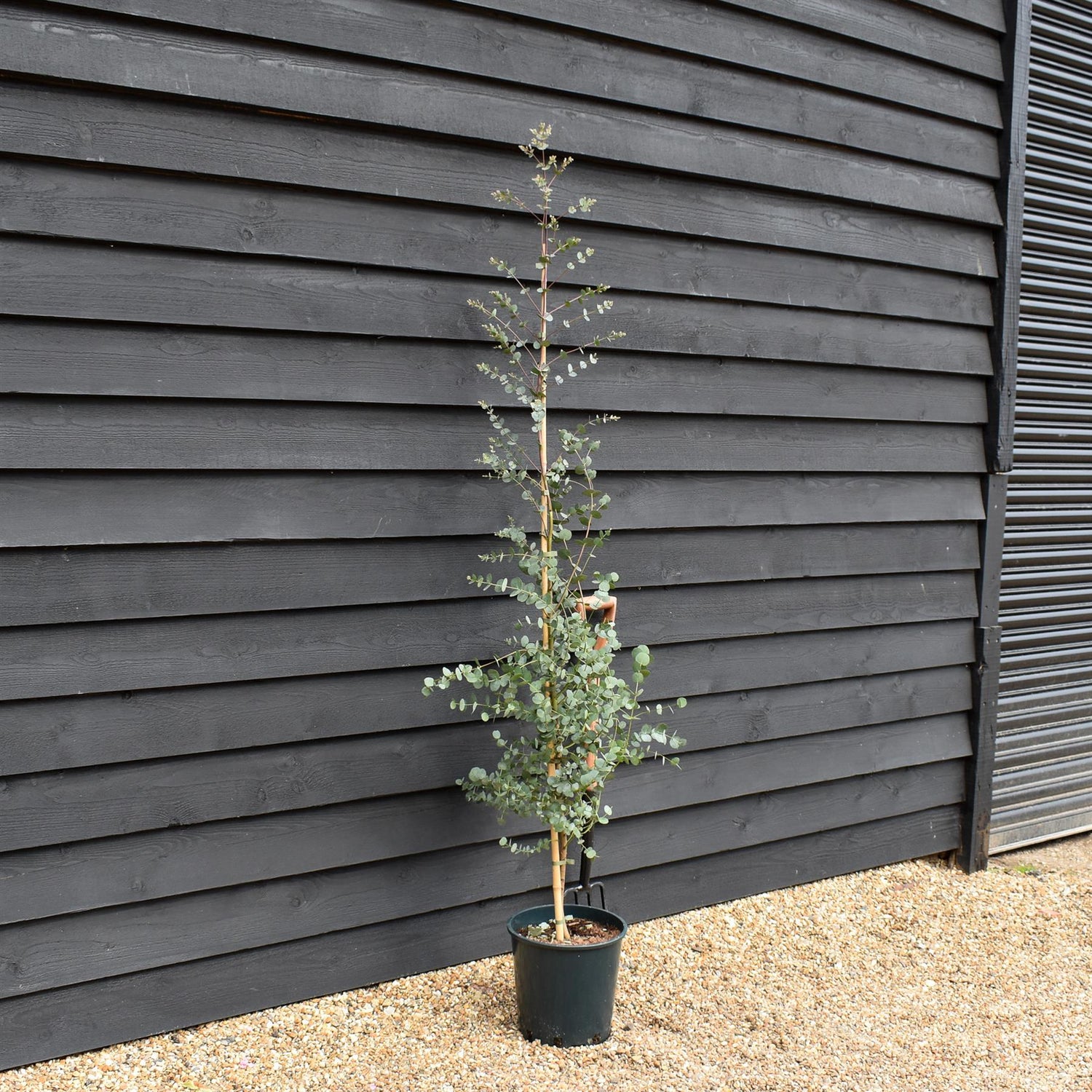 Eucalyptus gunnii Azura | Cider Gum Azura - Height 160-180cm, 10lt