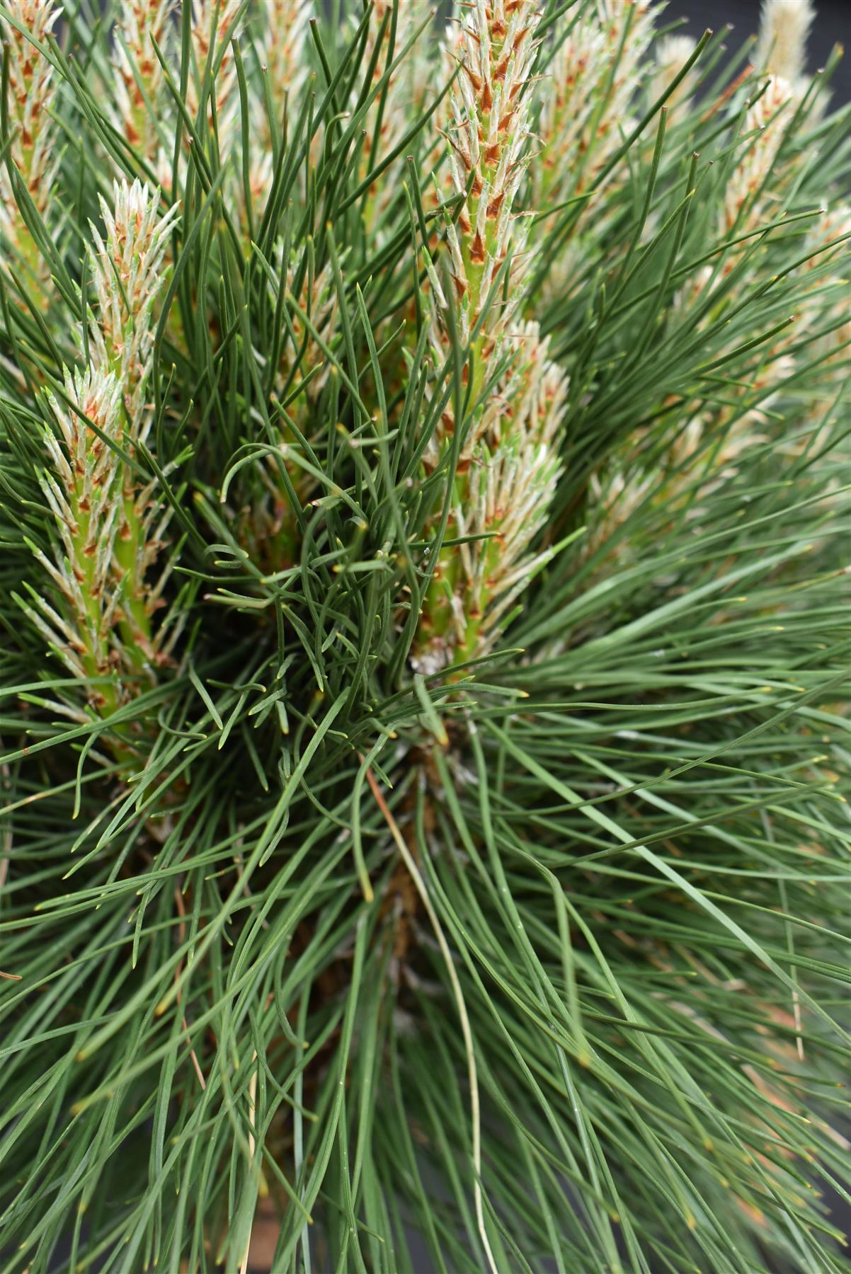 Pinus nigra 'Summer Breeze' | Austrian pine - Clear Stem 40cm - Height 80-90cm - Width 40cm - 15lt