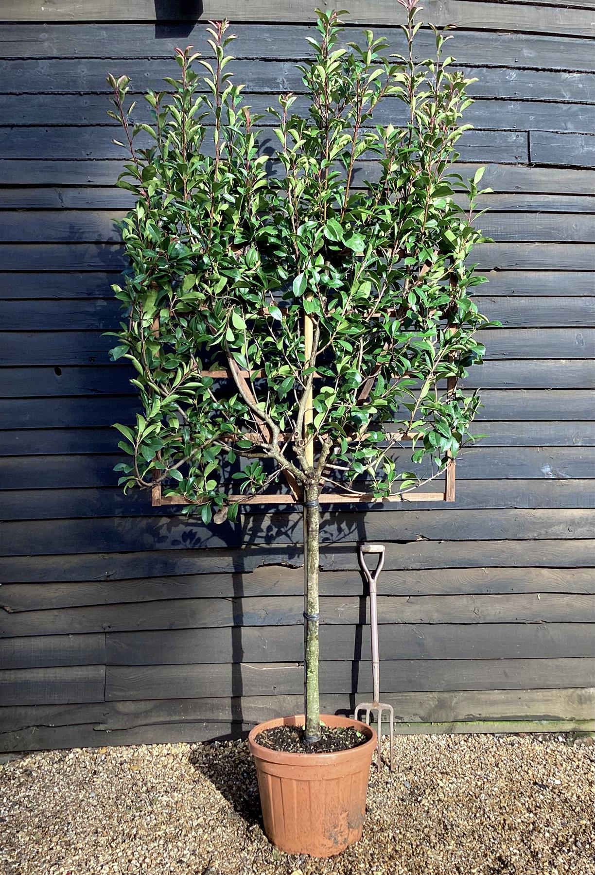 Photinia x fraseri Red Robin - Pleached/Espalier (100-120cm) - Clear Stem - Half Standard -  Girth 10-12 cm - 55lt