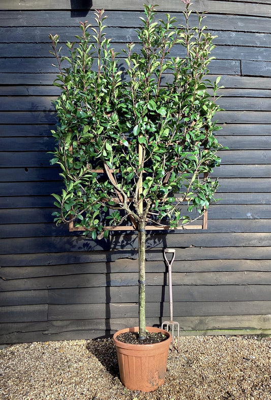 Photinia x fraseri Red Robin - Pleached/Espalier (100-120cm) - Clear Stem - Half Standard -  Girth 10-12 cm - 55lt