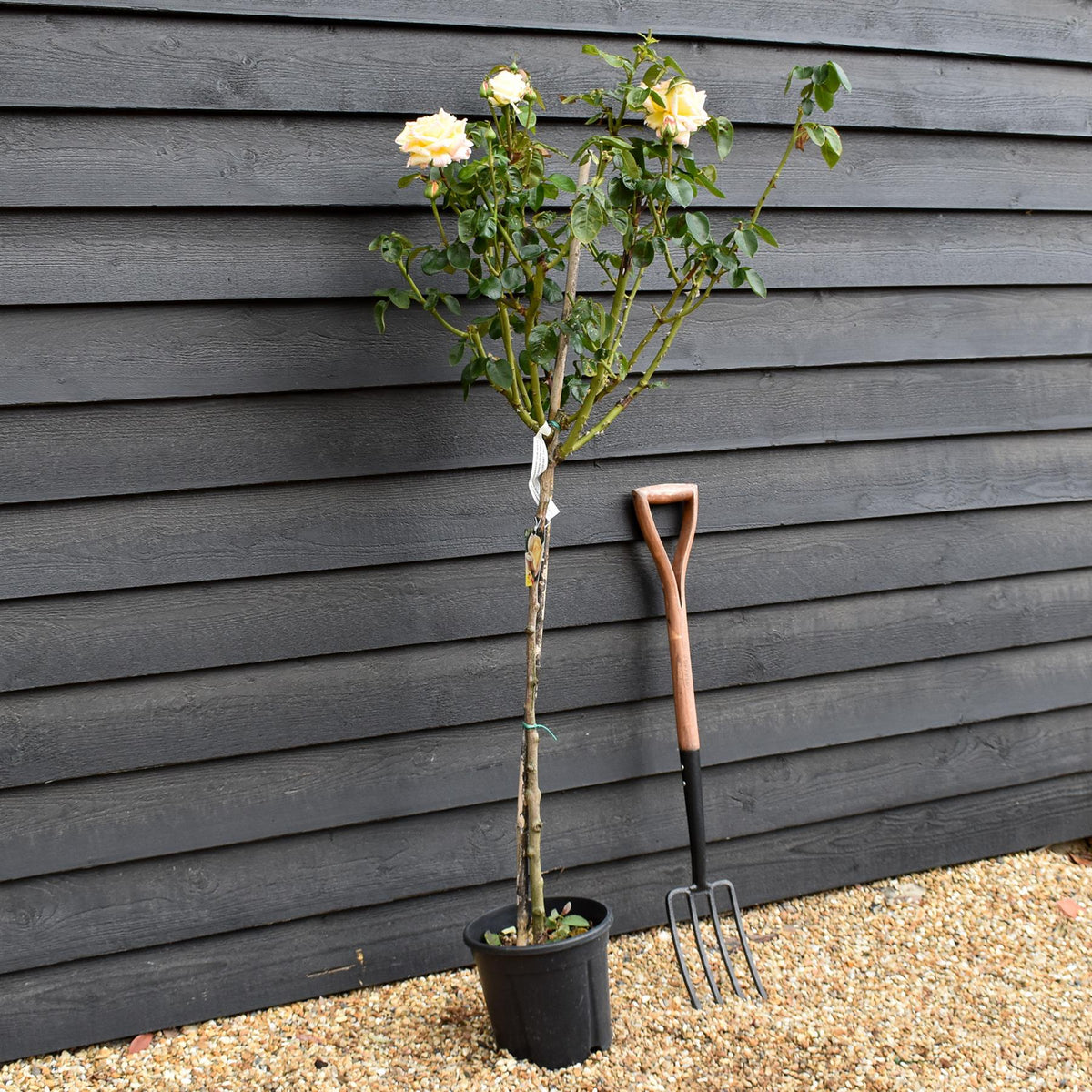 Rose 'Giallo Sfumato' - Clear Stem 80-90cm - Height 130-160cm - 18lt