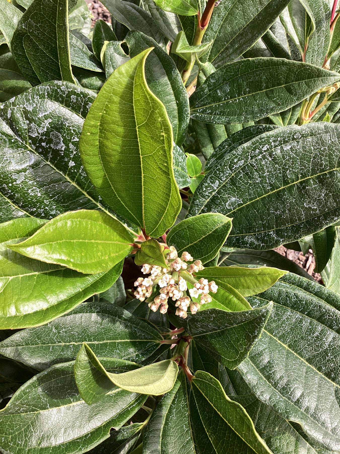 Viburnum davidii - 60-90cm, 10lt